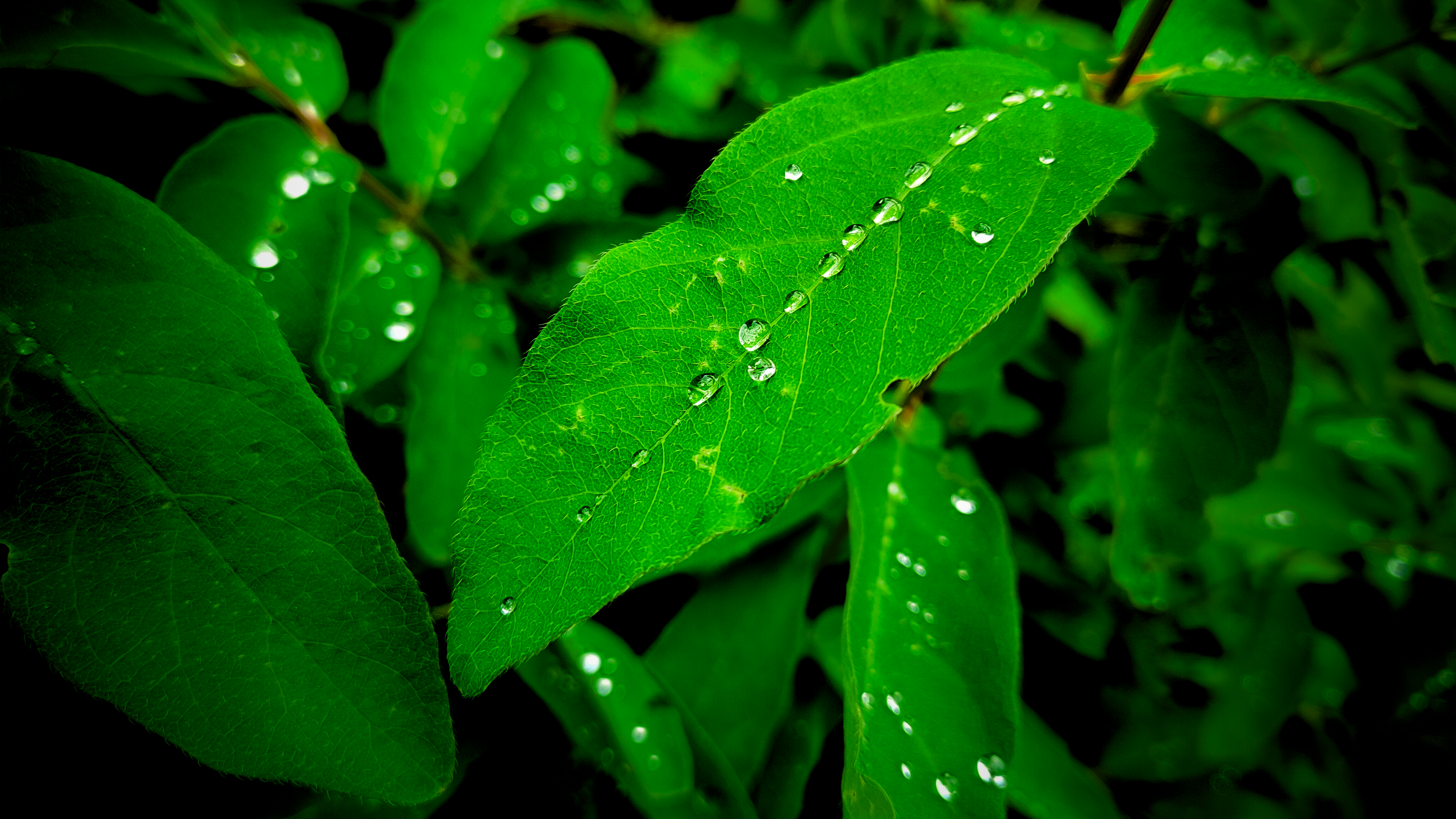 Leaves Green Nature Water Drops Closeup Depth Of Field Photography Plants Gatos 3840x2160