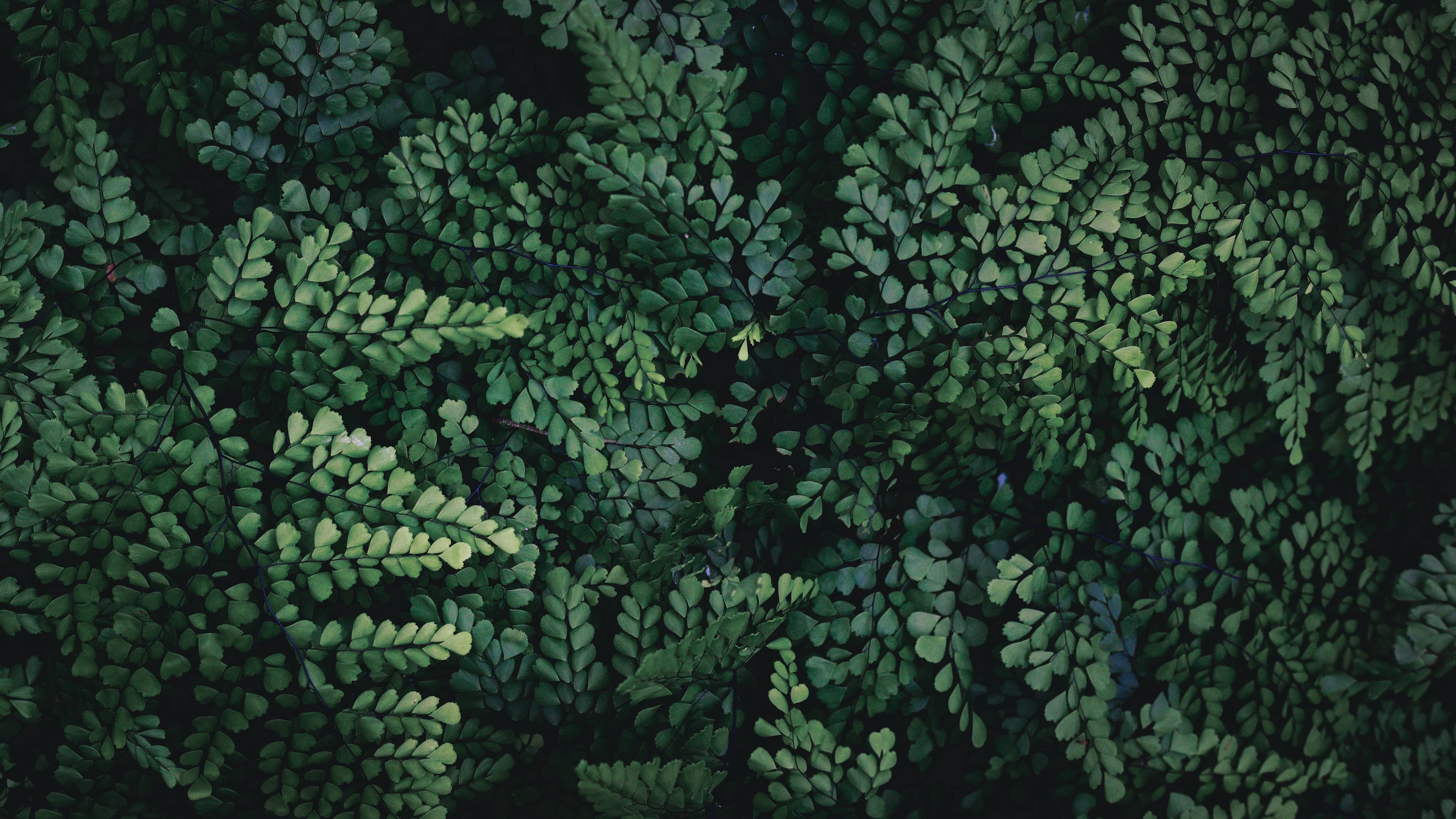 Leaves Nature 4640x2610