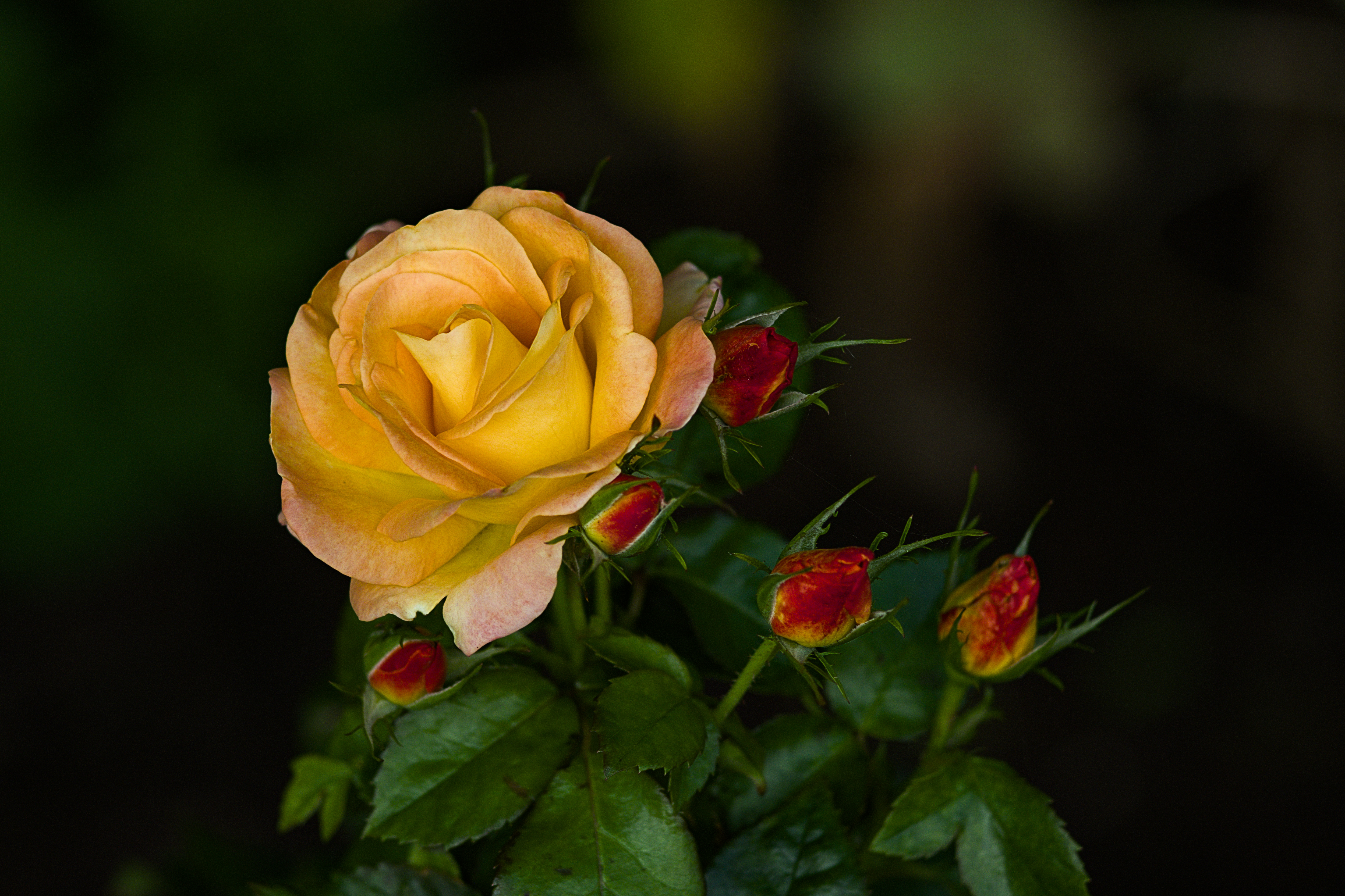 Flowers Nature Depth Of Field Blurred Yellow Red Rose Wild Rose Photography 5000x3333