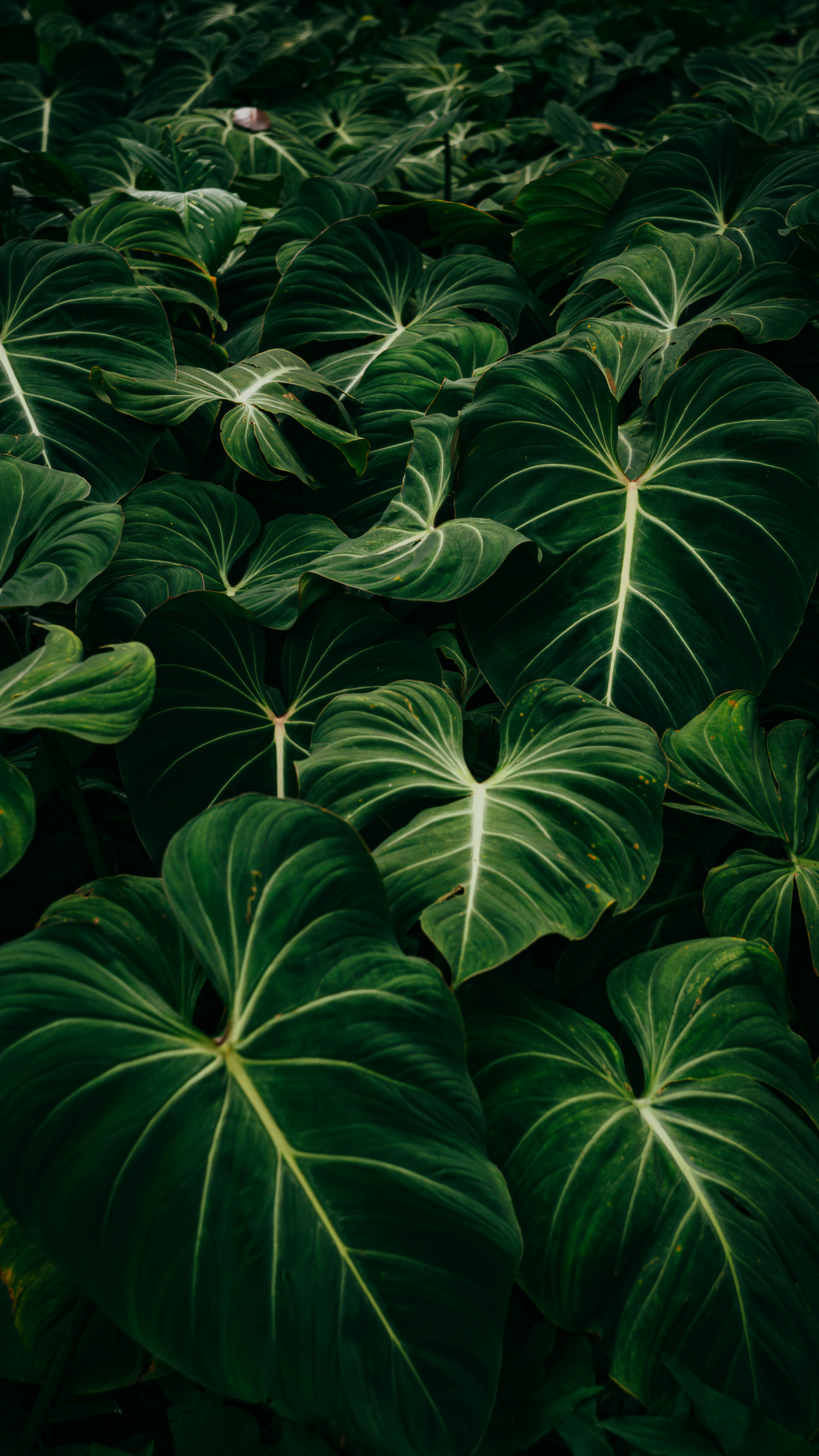 Nature Plants Leaves Green Split Leaf Philodendron 2160x3840