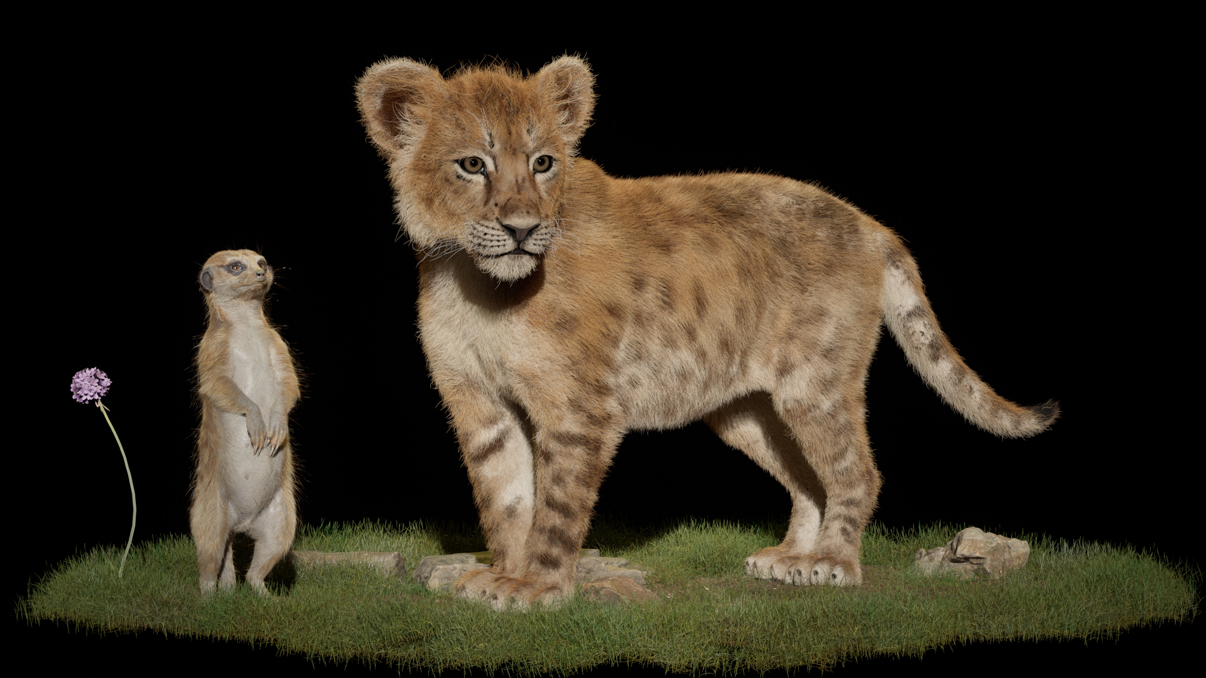 Mountain Dog Studios CGi Lion Cubs Mongoose Grass 3840x2160