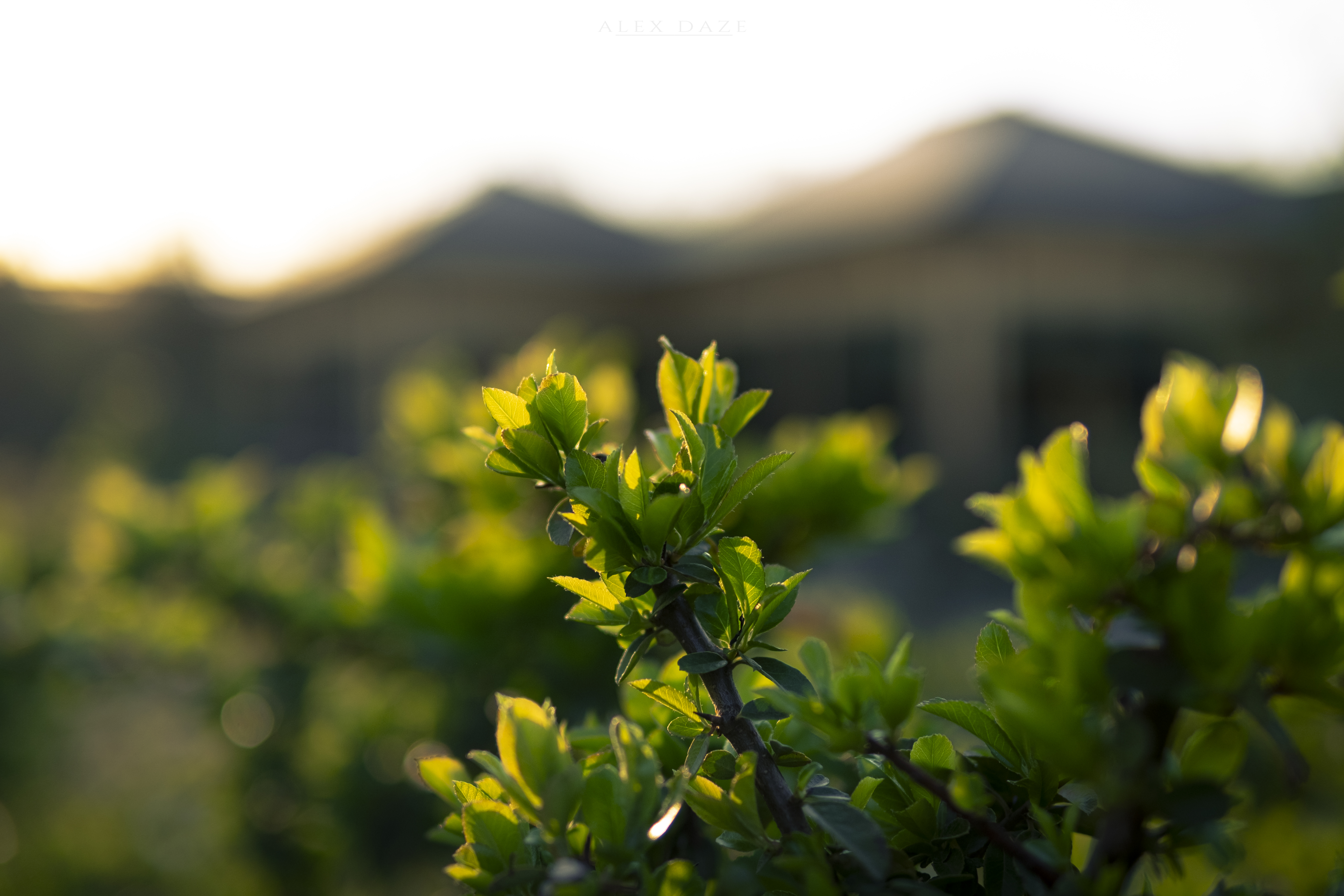 Photography Plants Blurry Background Branch Sunlight Leaves Japanese House 6240x4160