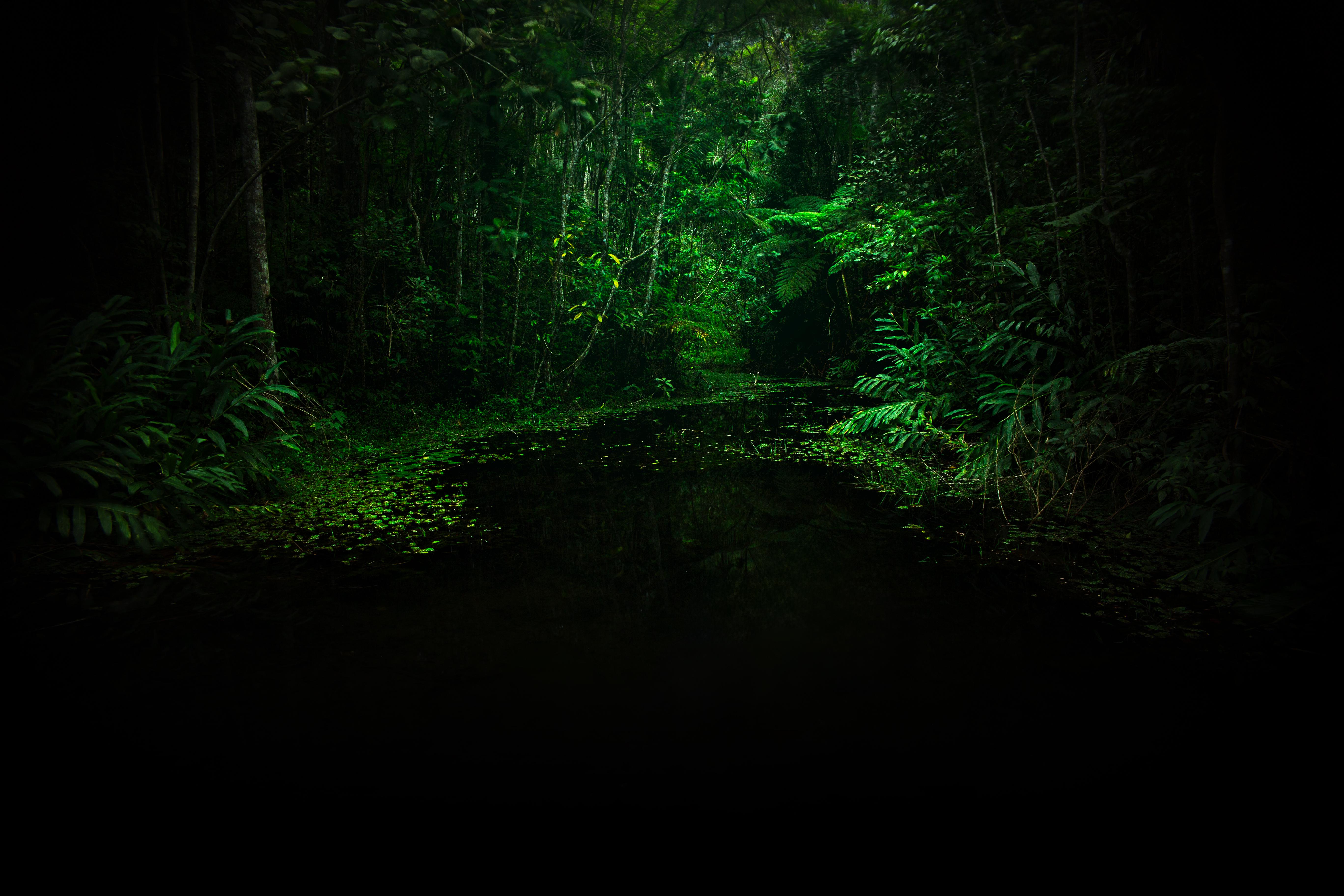 Nature Landscape River Brazil South America Trees Plants Pond 5472x3648