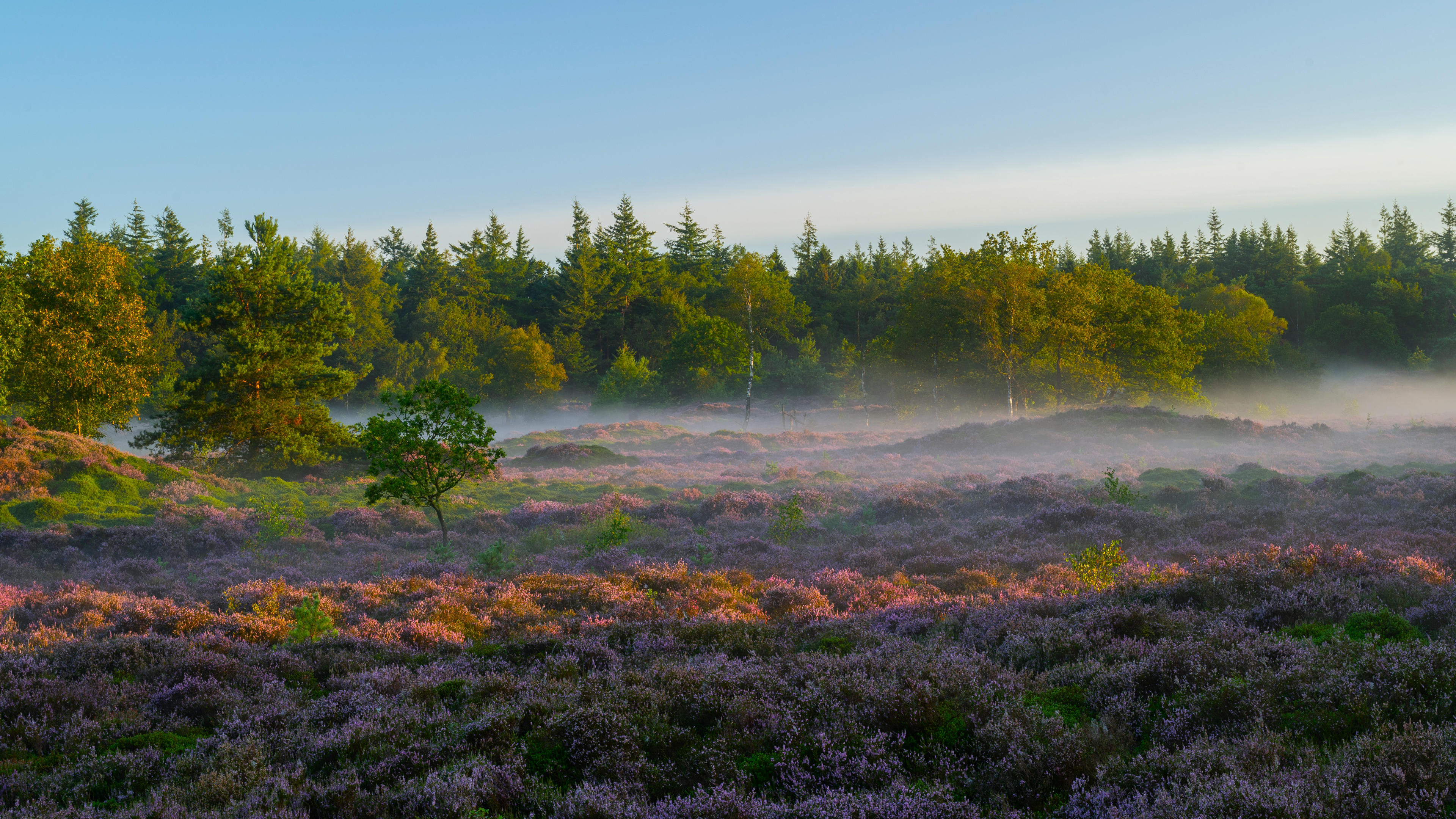 Nature Landscape Trees Forest Mist Plants Grass Sky Morning The Hoge Veluwe National Park Netherland 3840x2160