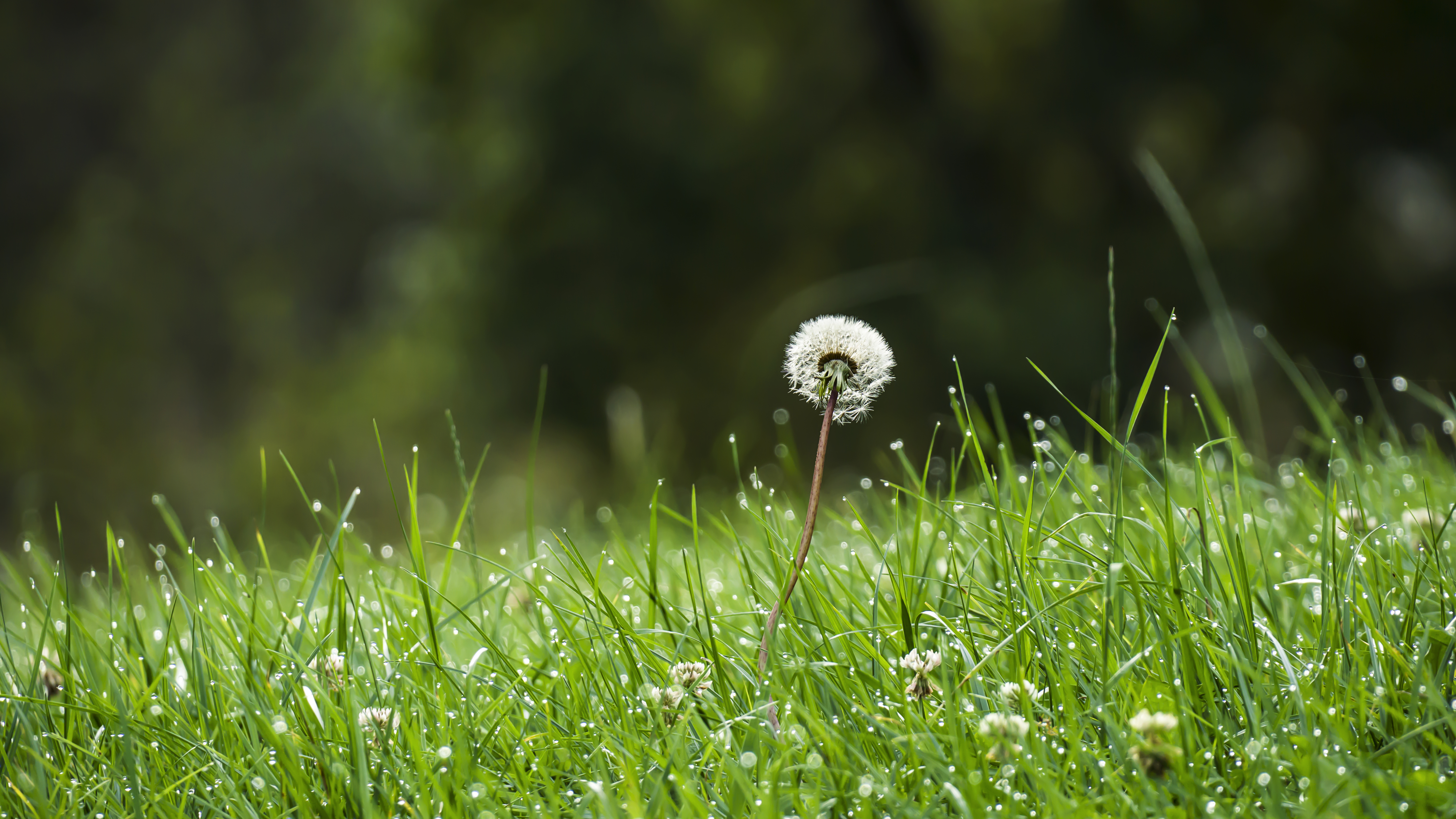 Dandelion Plants Nature Grass Green Photography Outdoors Clovers Bokeh 6000x3376