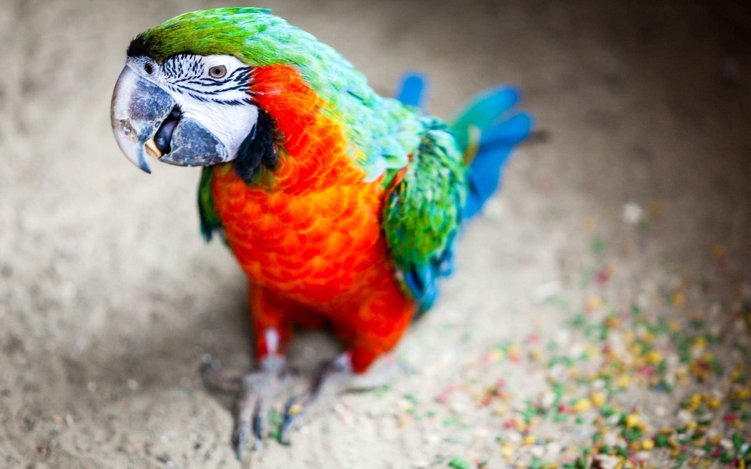 Animals Parrot Colorful Blurred Birds Depth Of Field Birds Parrot Macaws 2560x1600