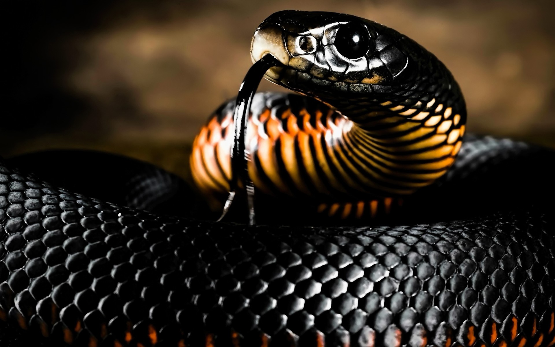 Animals Snake Reptiles Mamba Black Scales Dark Black Eyes 1920x1200