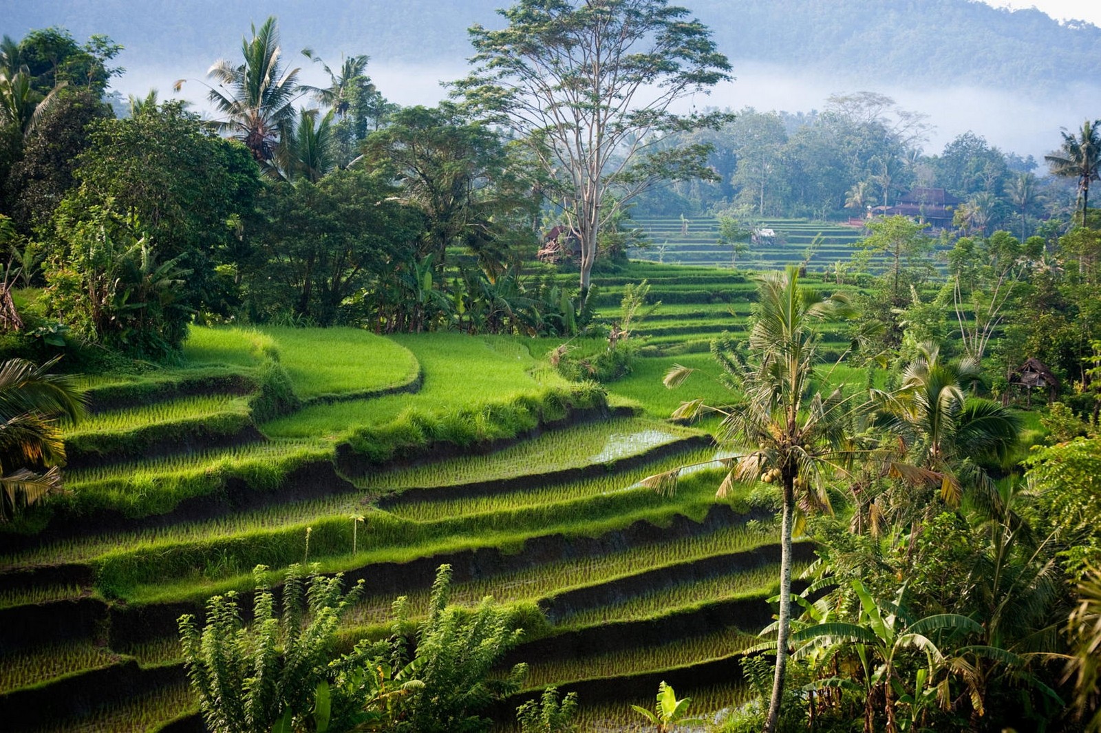 Nature Landscape Photography Morning Sunlight Rice Paddy Palm Trees Shrubs Hills Green Bali Indonesi 1600x1065