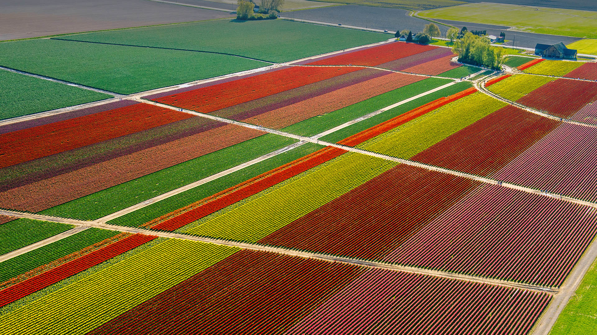 Aerial View Drone Photo Nature Landscape Tulips Farm Field House Trees Skagit Valley Washington USA  1920x1080