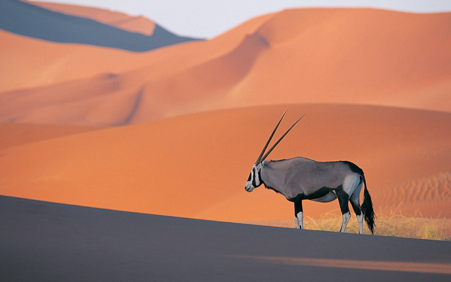 Oryxes Animals Mammals Desert Wildlife Nature Namibia 1440x900