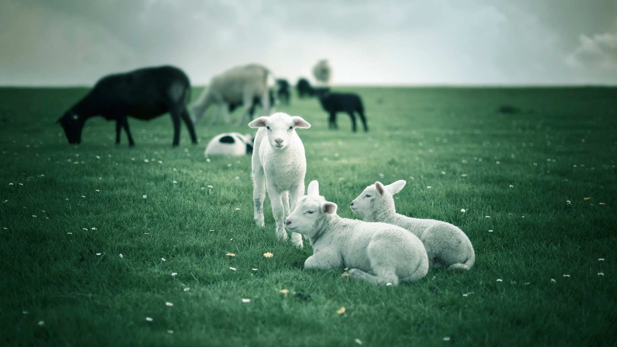 Animals Lamb Grass 2048x1152
