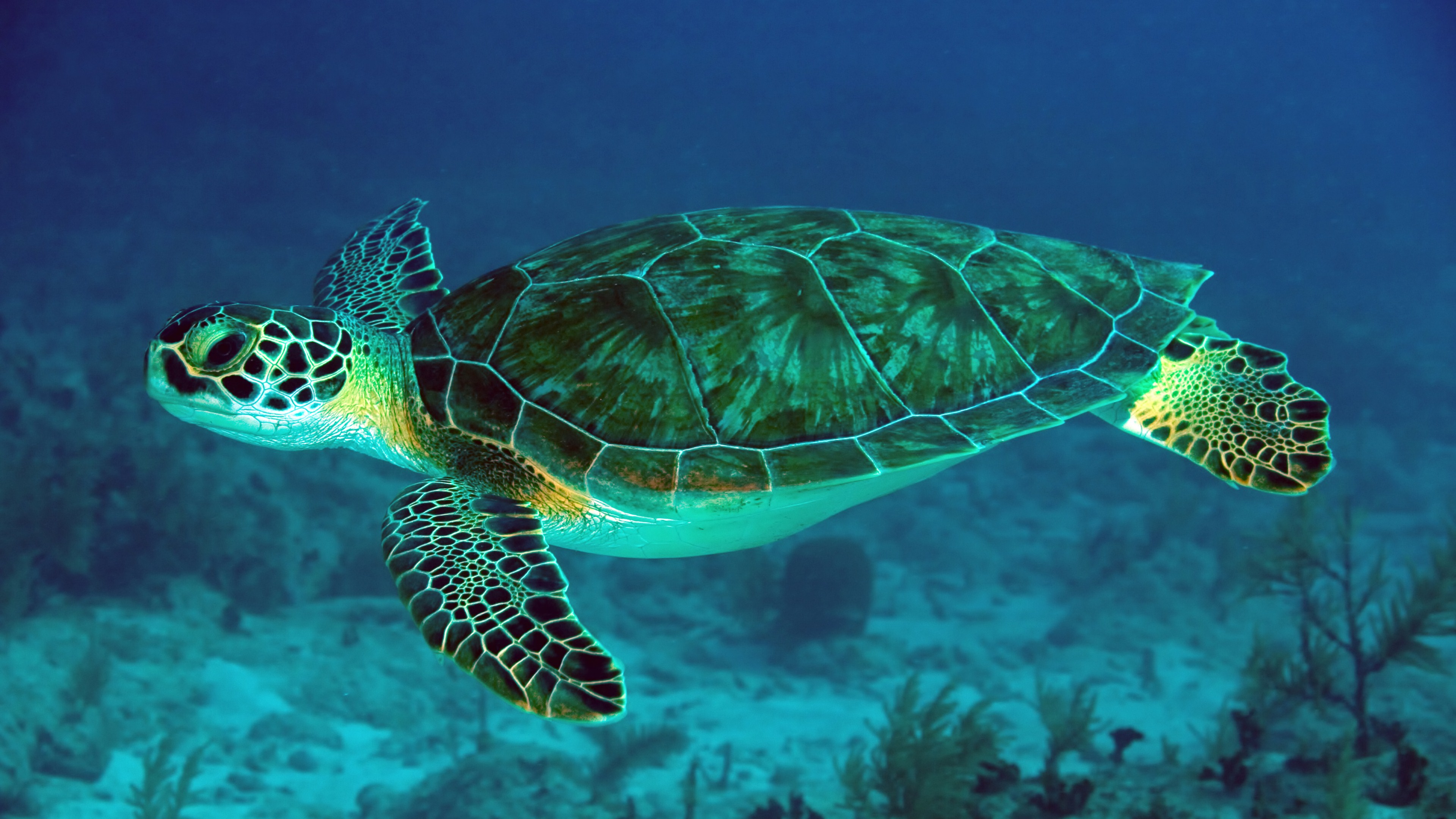 Animal Sea Turtle 3840x2160