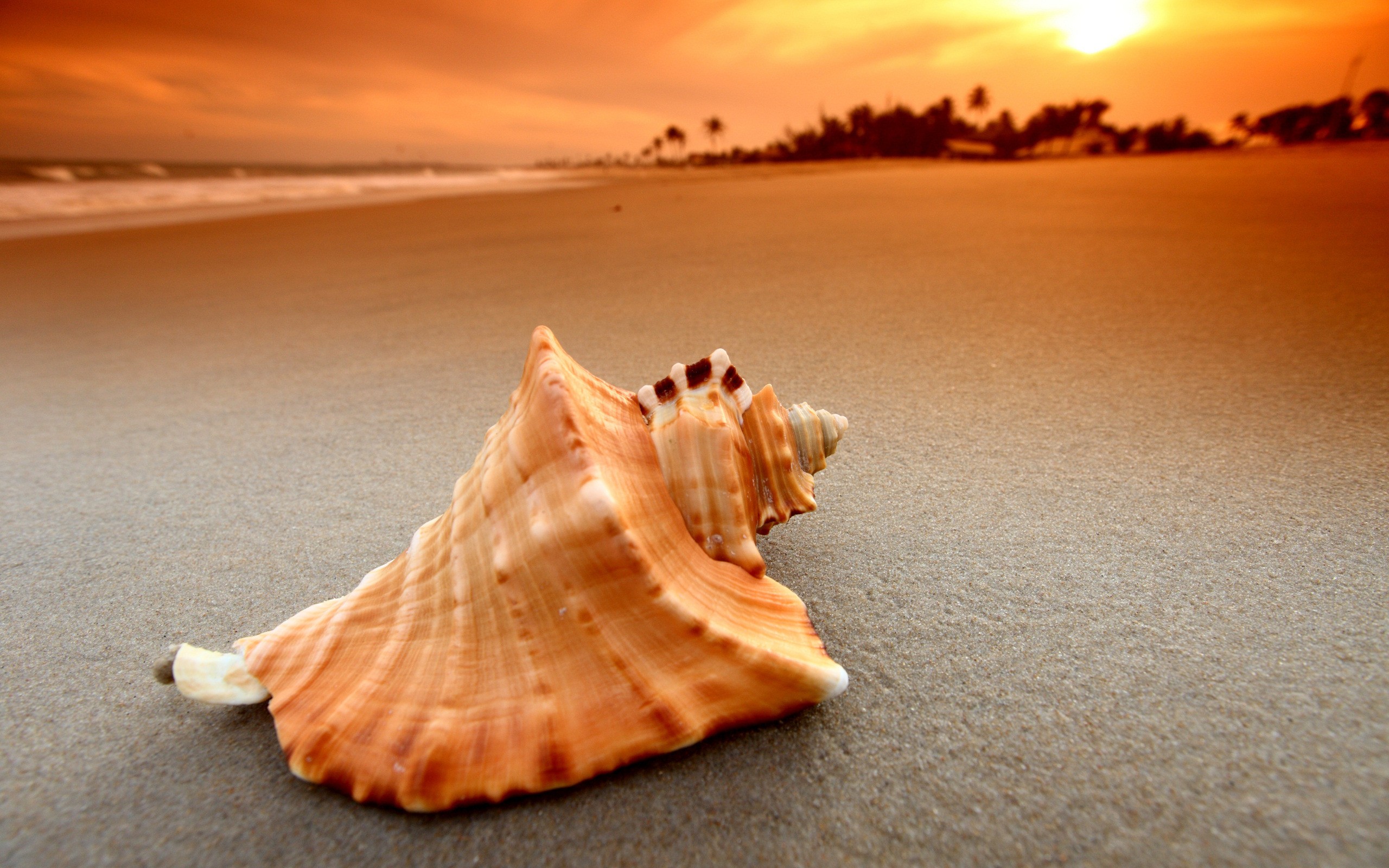 Beach Sand Sunset Sea Waves Nature Seashells 2560x1600