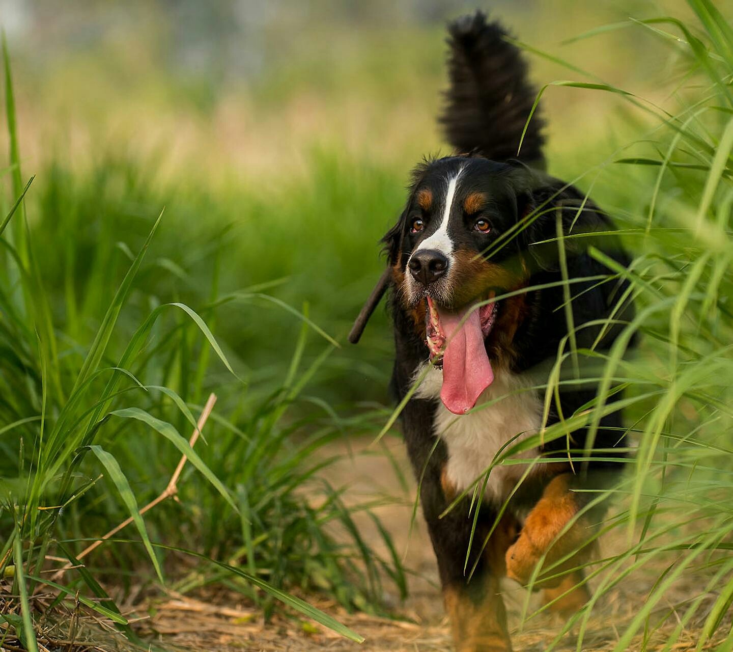 Dog Tongues Bernese Mountain Dog 1440x1280