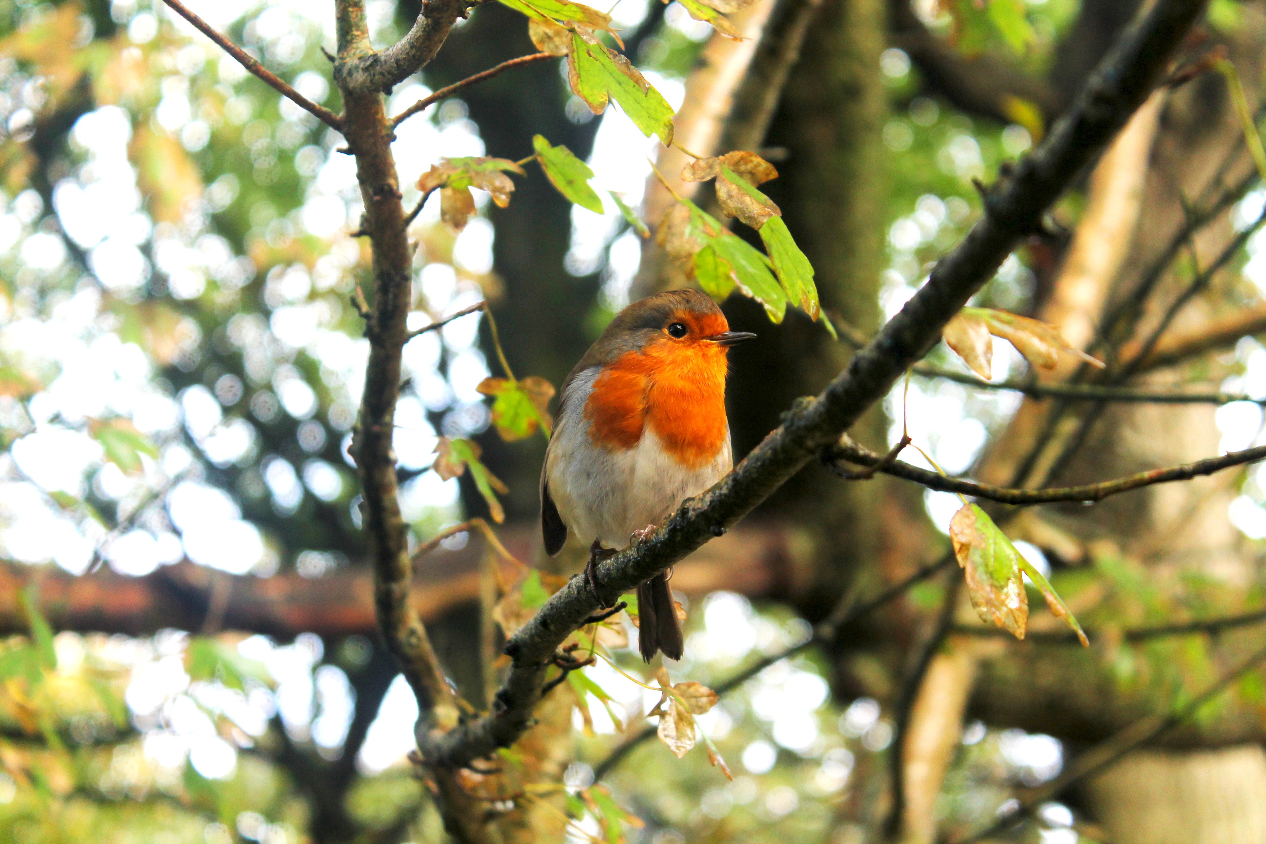 Landscape Nature Nature Photoshop Birds UK The Lost Gardens Of Heligan 4272x2848