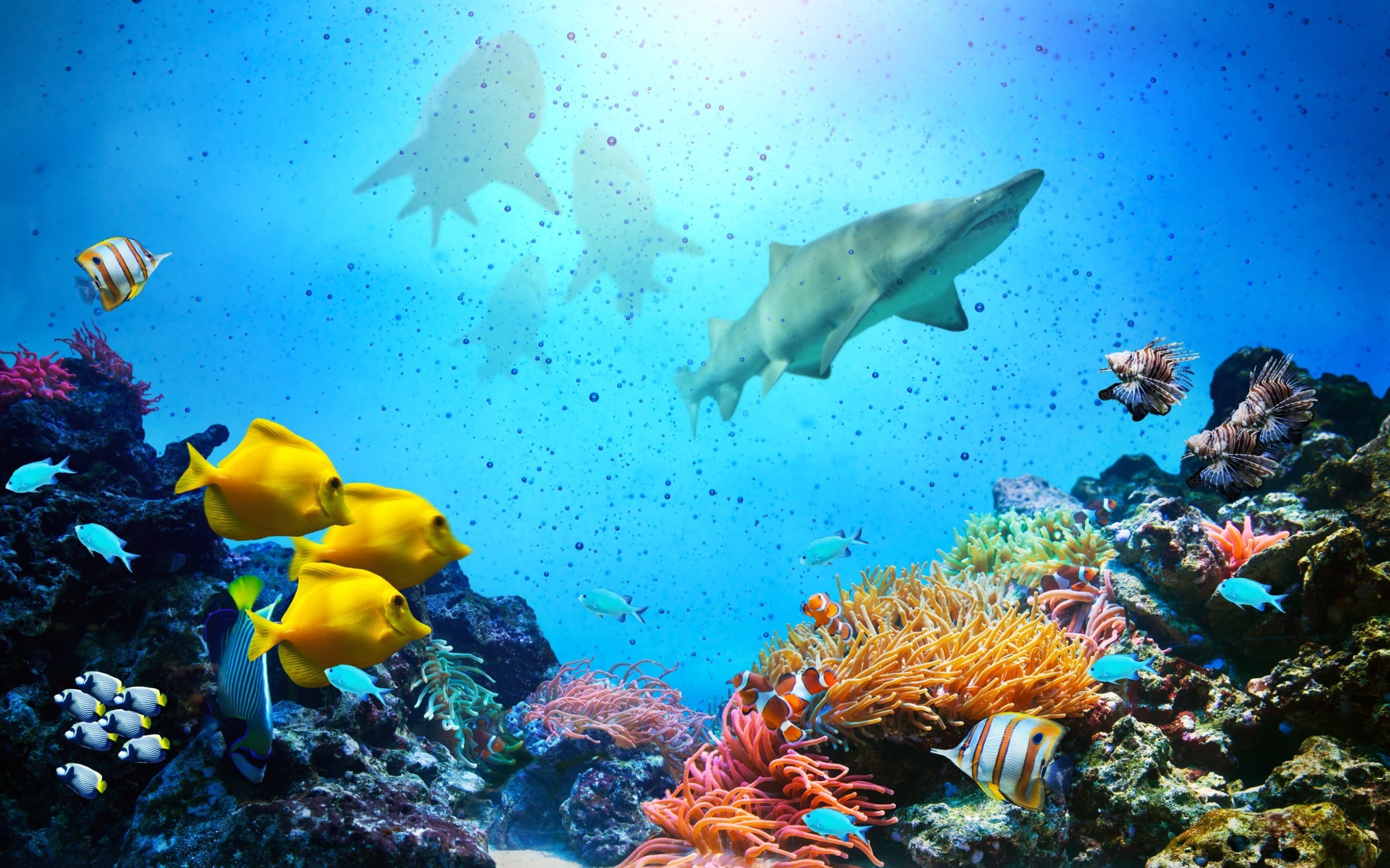 Fish Shark Coral Reef Underwater 2880x1800