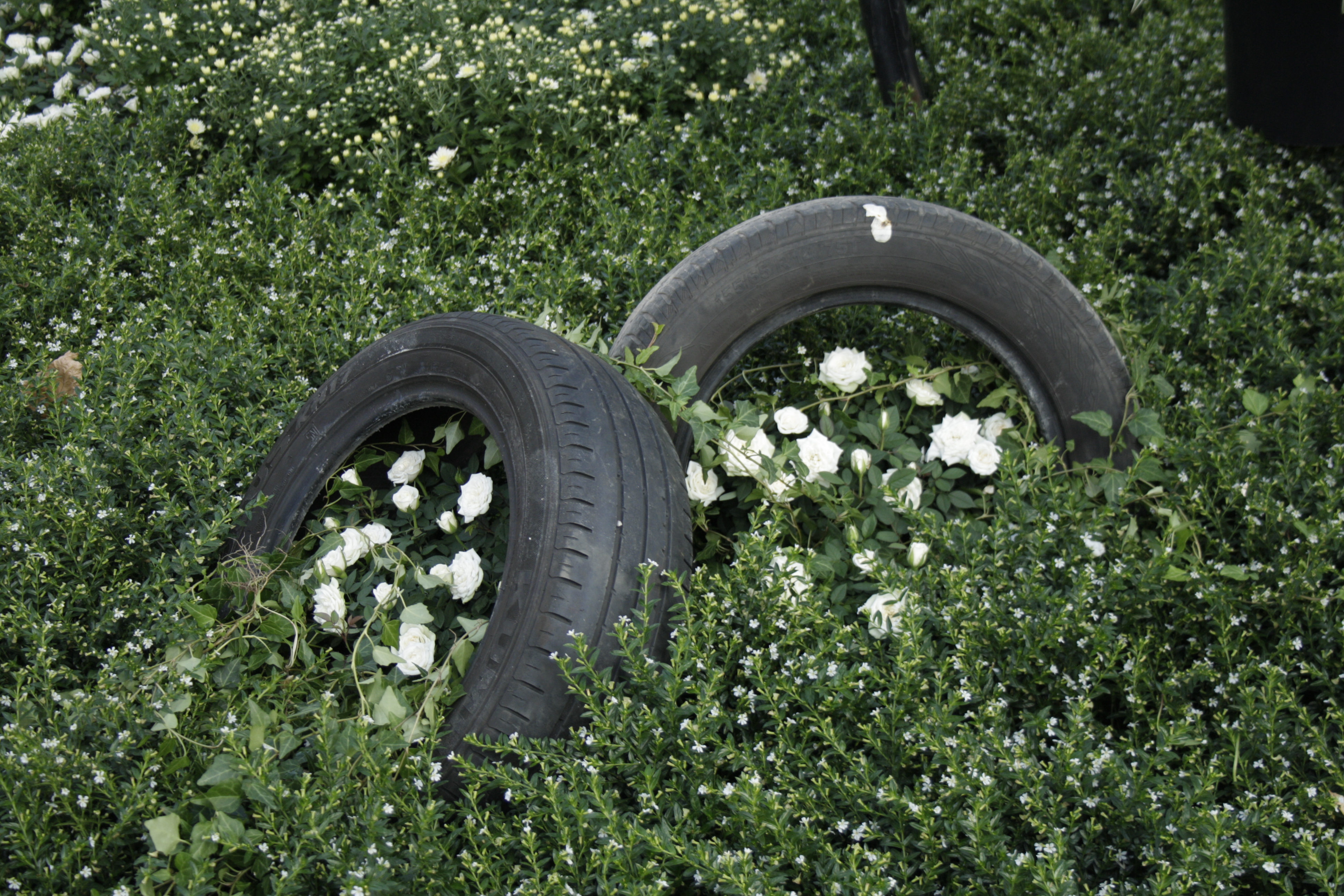 Flowers Spring Tire Tires 3888x2592