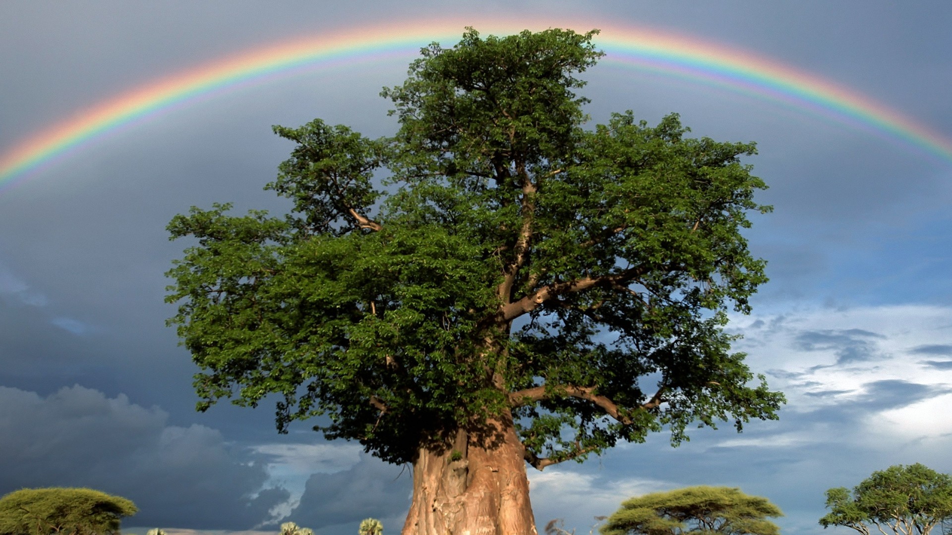 Earth Rainbow Tree Green Sky Baobab Tree 1920x1080