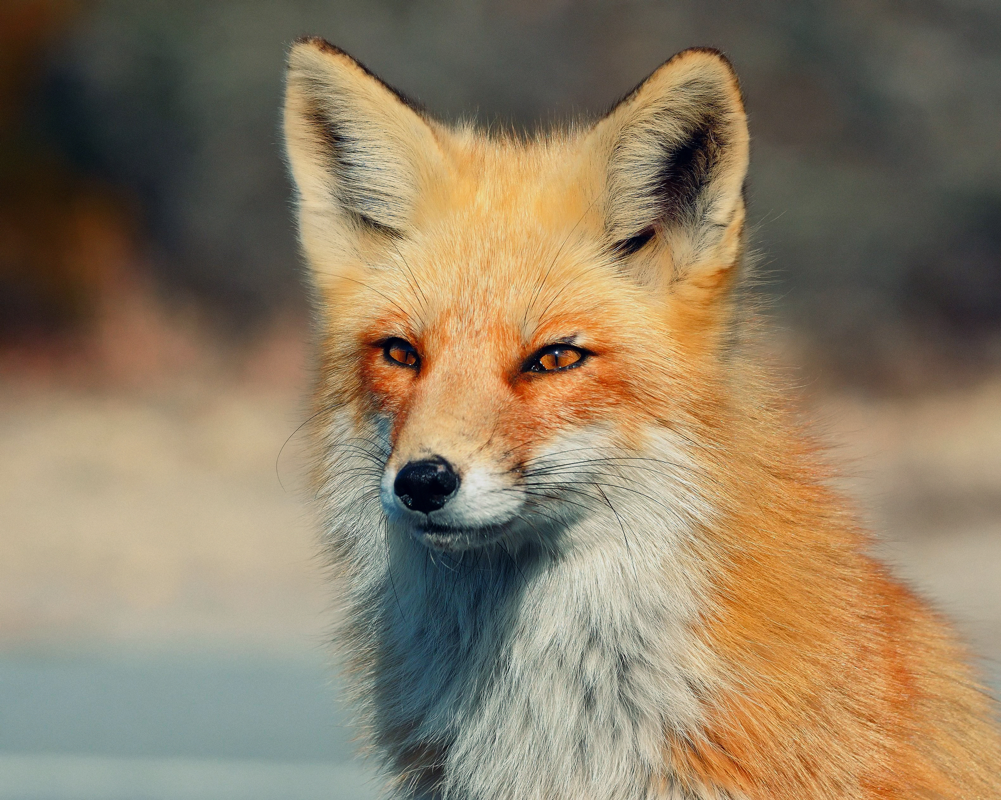 Animal Fox 2048x1638