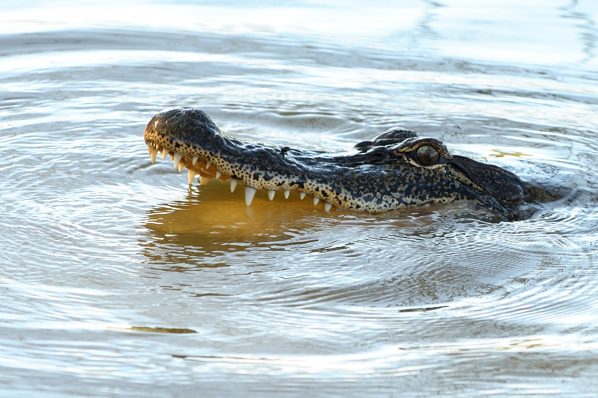 Reptiles Alligators Animals 2000x1333