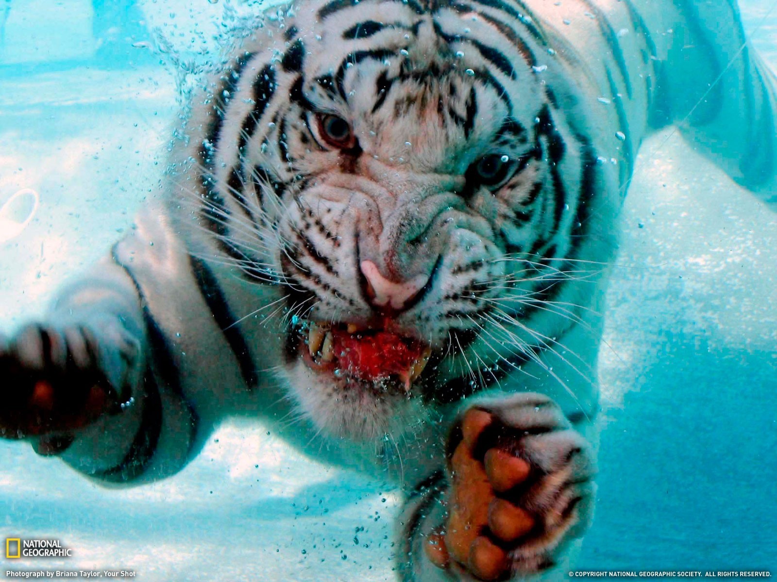White Tigers Animals Mammals National Geographic Big Cats Cyan 1600x1200