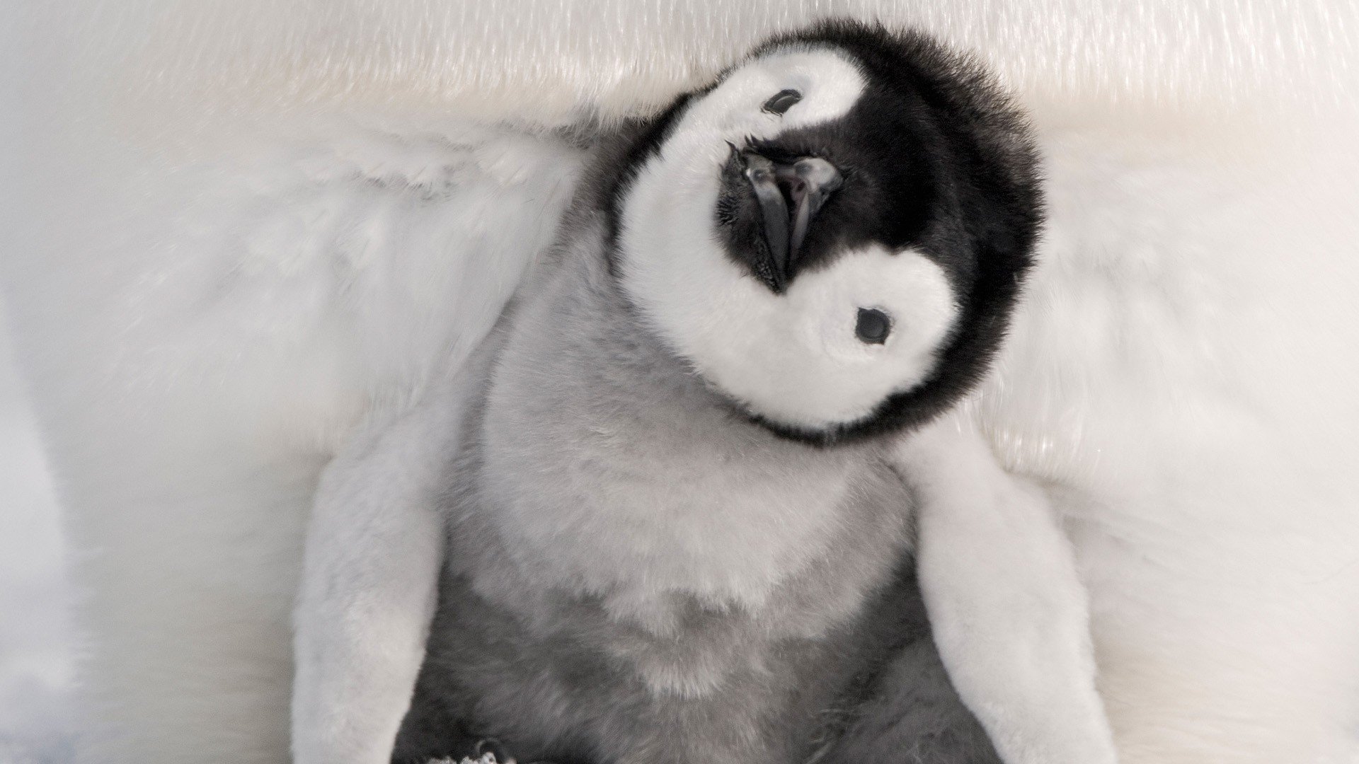 Penguin Chick Baby Animal 1920x1080