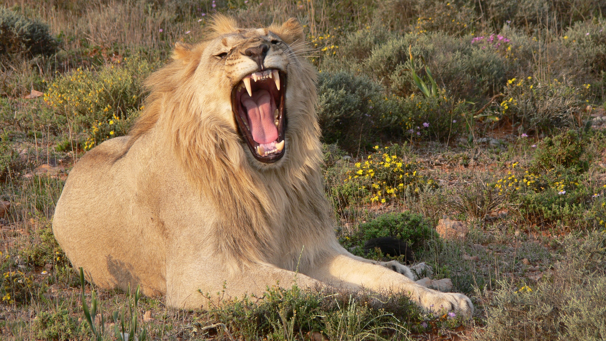 Lion Big Cat Wildcat Wildlife Animal Predator Animal 2560x1440