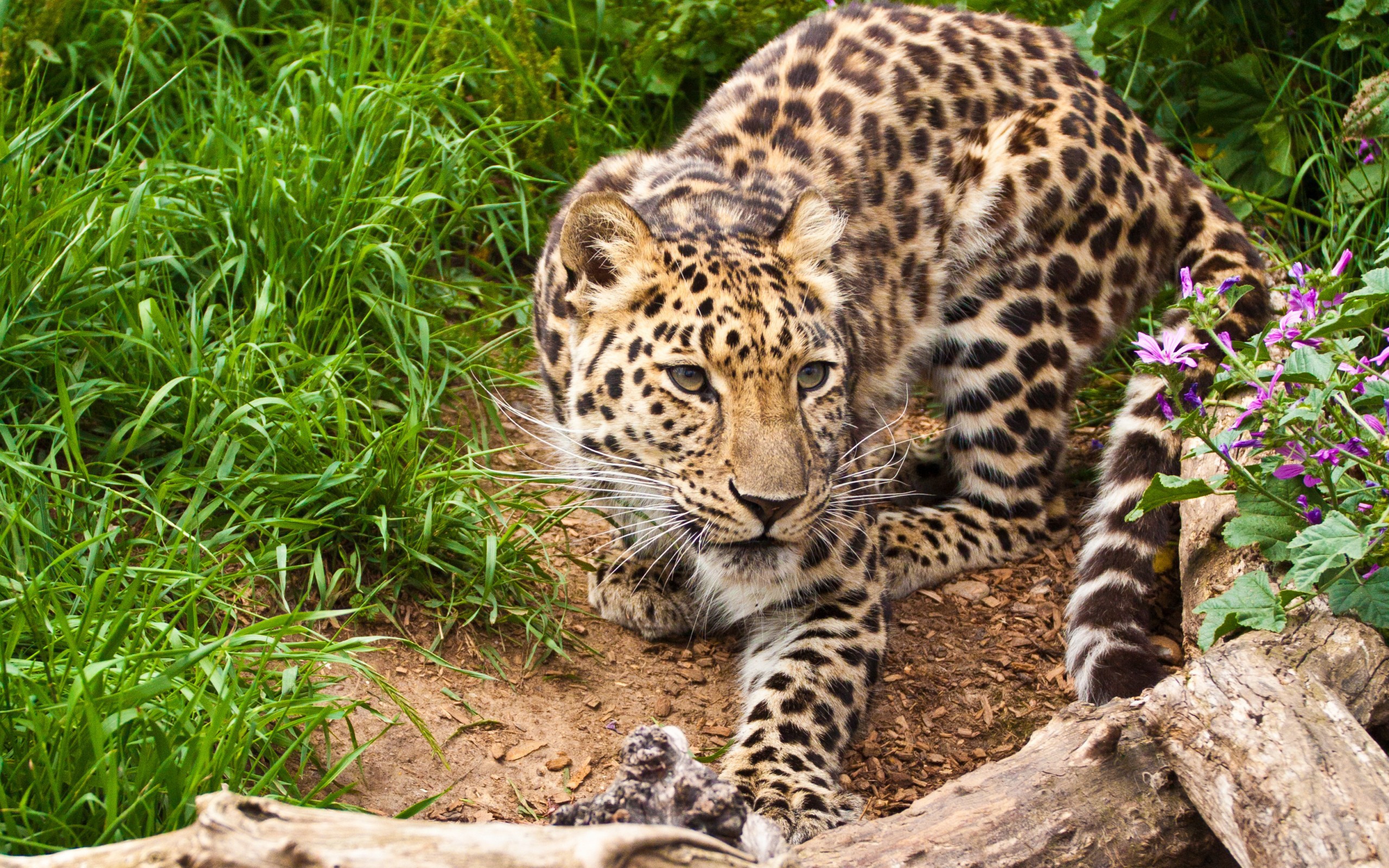 Animals Leopard Animal Feline Mammals Focused 2560x1600
