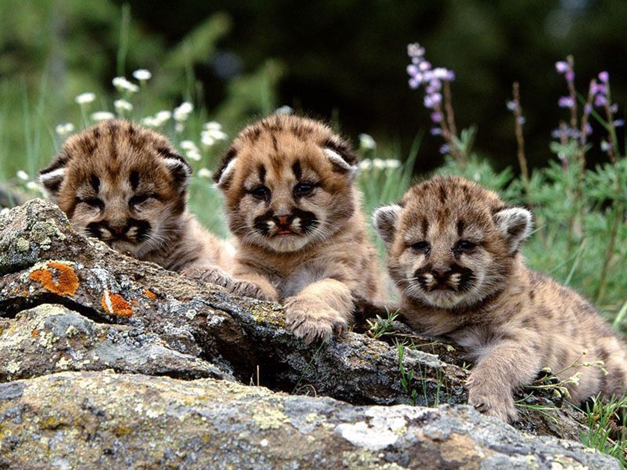 Animals Baby Animals Pumas 1280x960