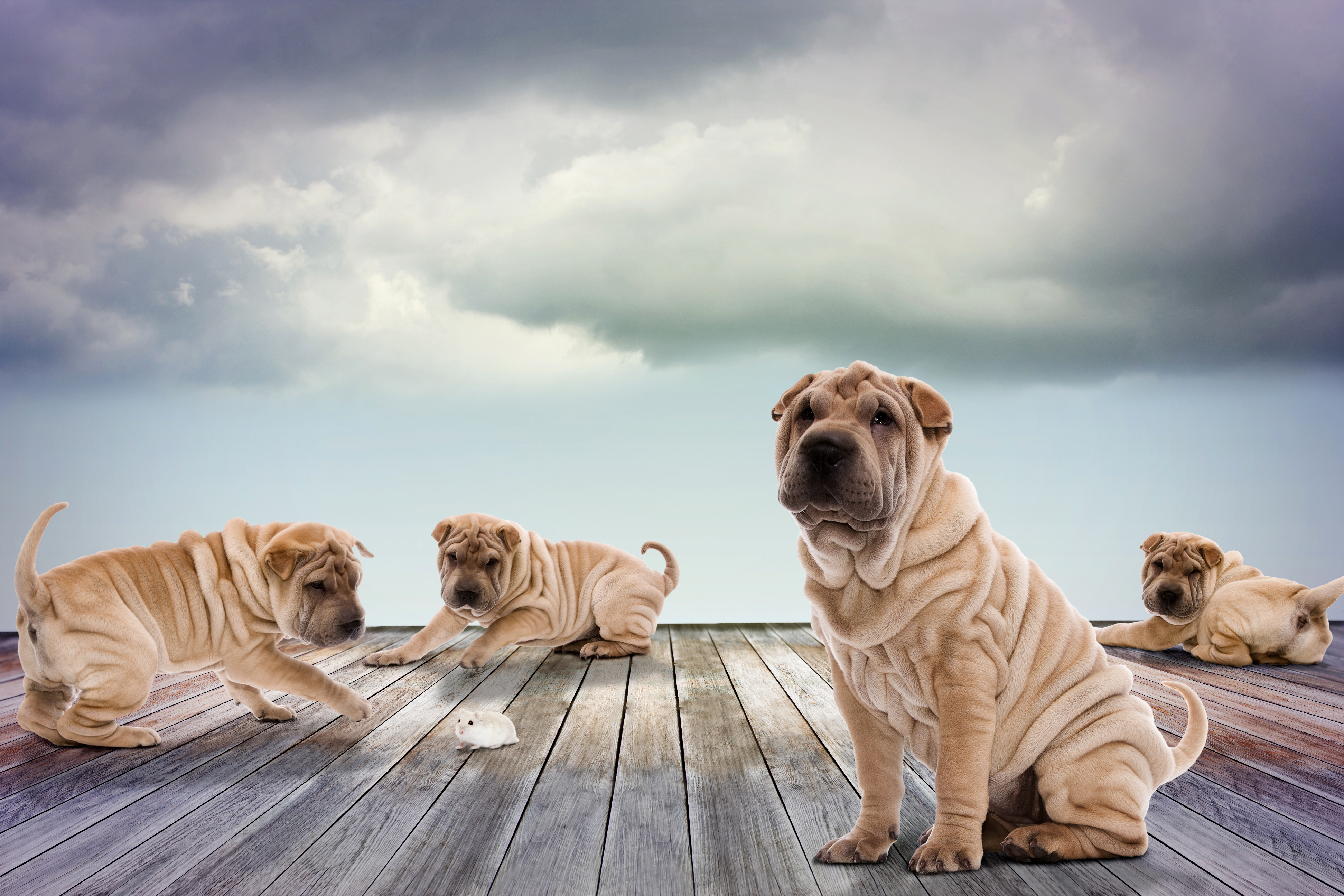 Shar Pei Dog Mouse 3888x2592