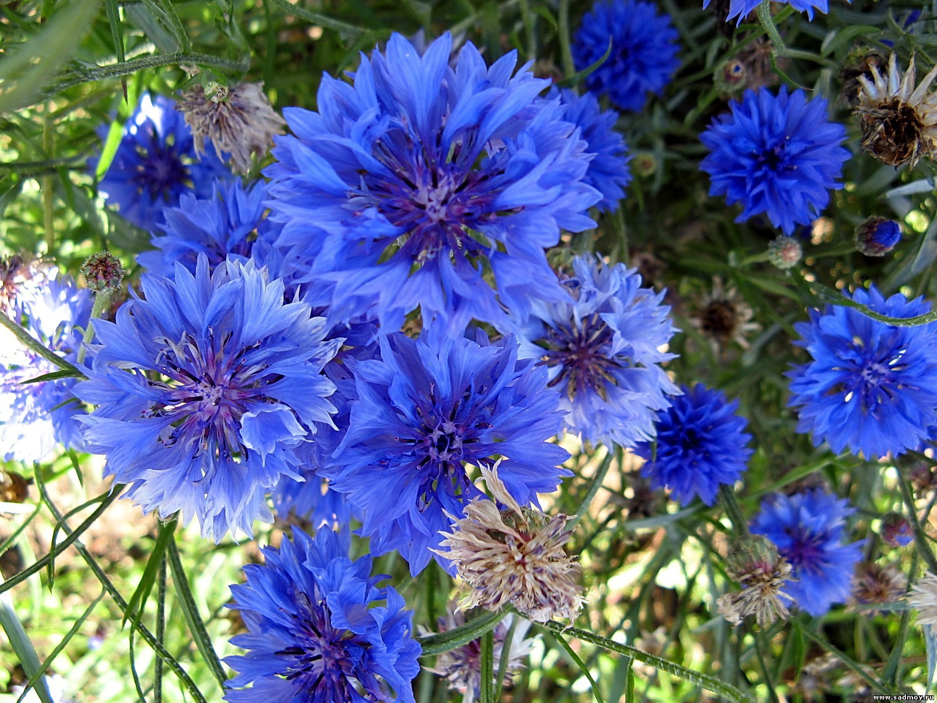 Earth Flower Cornflower Blue Flower 1920x1440