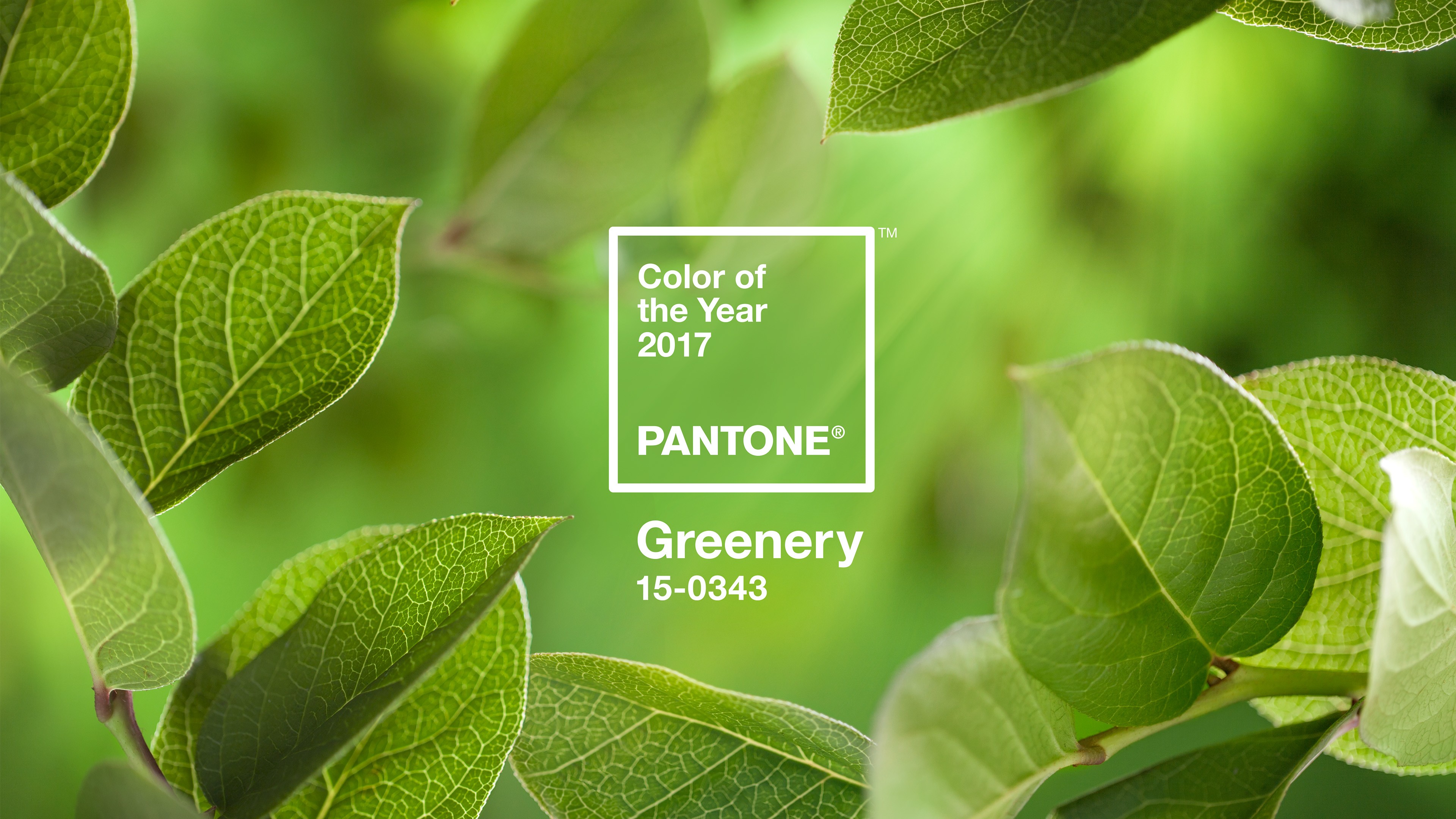 Color Codes Green Landscape Colorful Logo Leaves Trees Simple 3840x2160