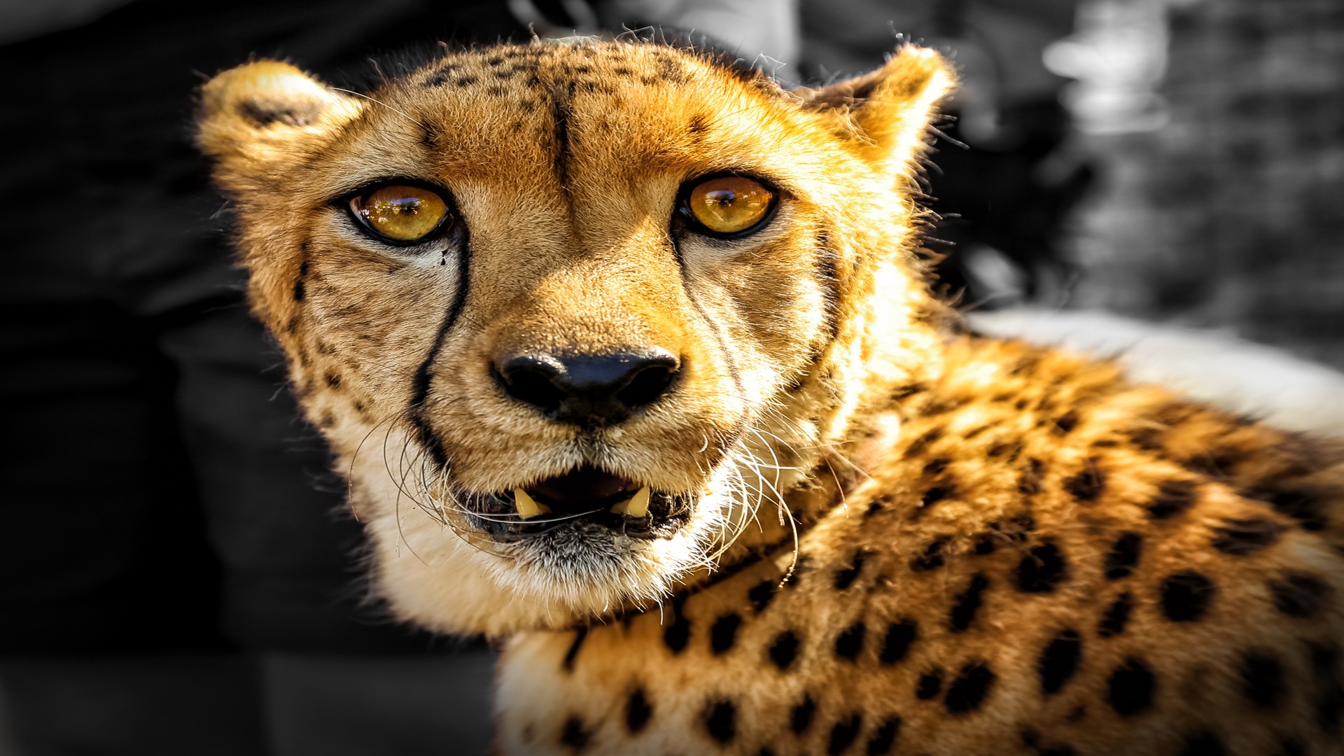 Cheetahs Animals Big Cats Humor Selective Coloring 1920x1080