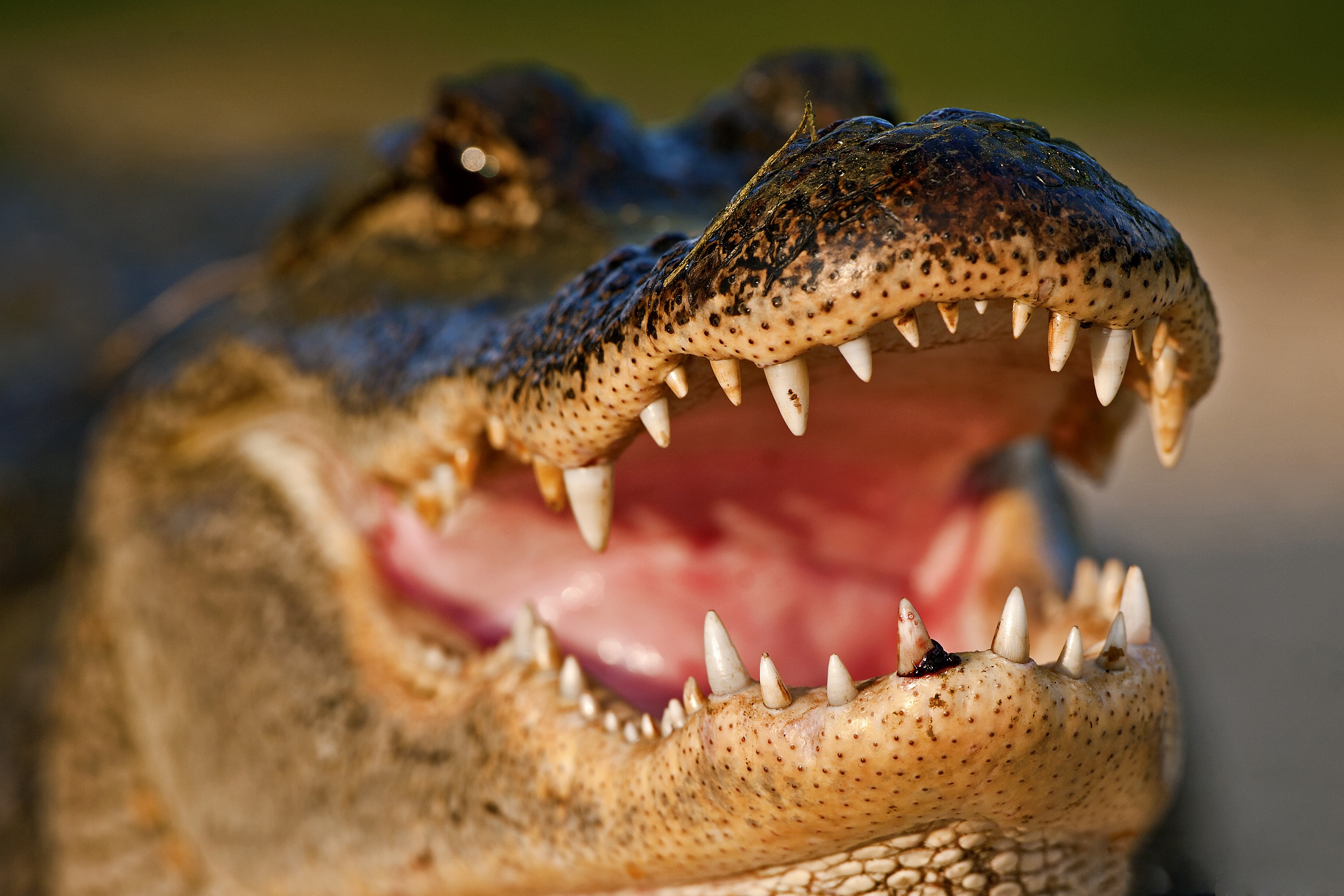 Animals Closeup Reptiles Alligators 3445x2297