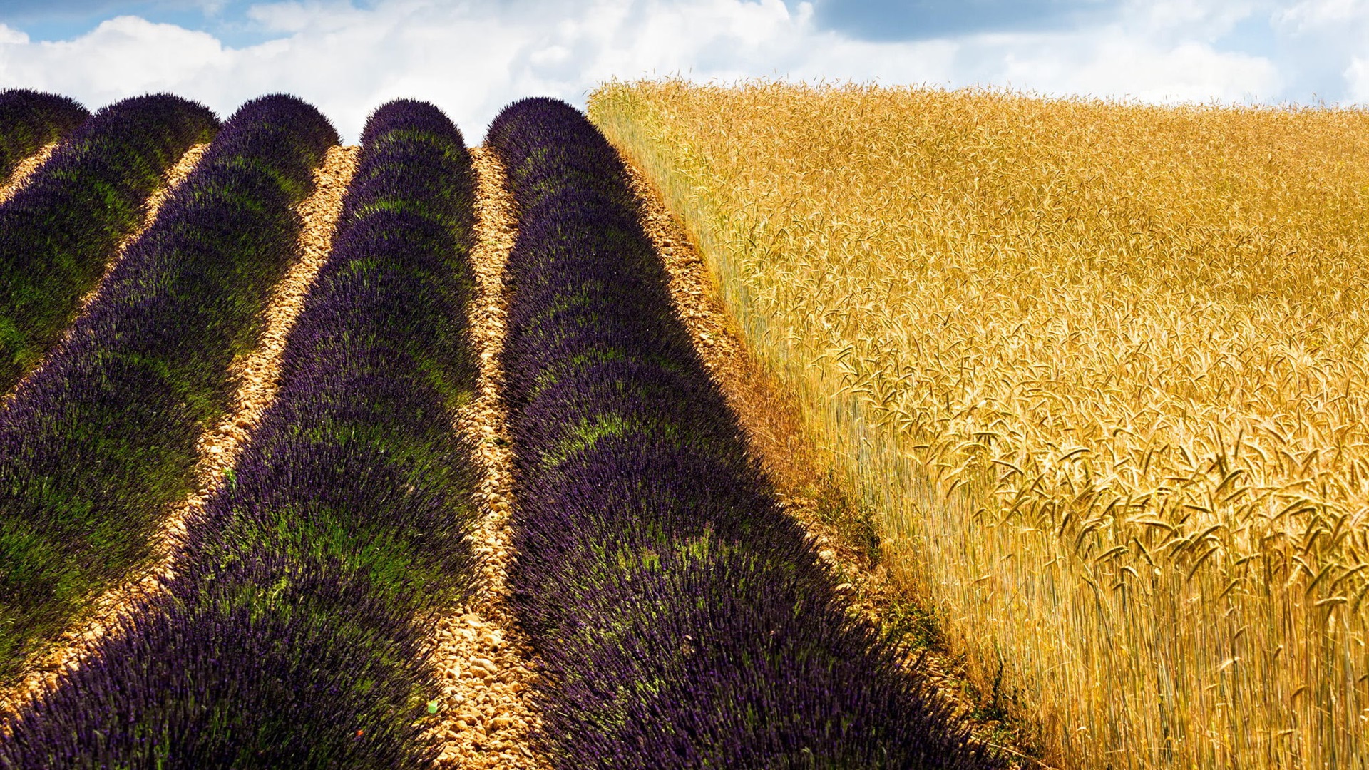 Crops Wheat Clouds Nature Landscape Field 1920x1080