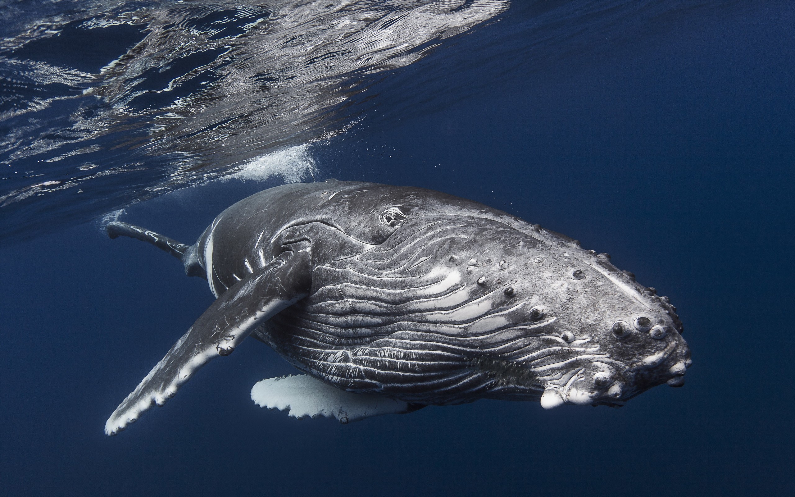 Underwater Whale Humpback Whale 2560x1600