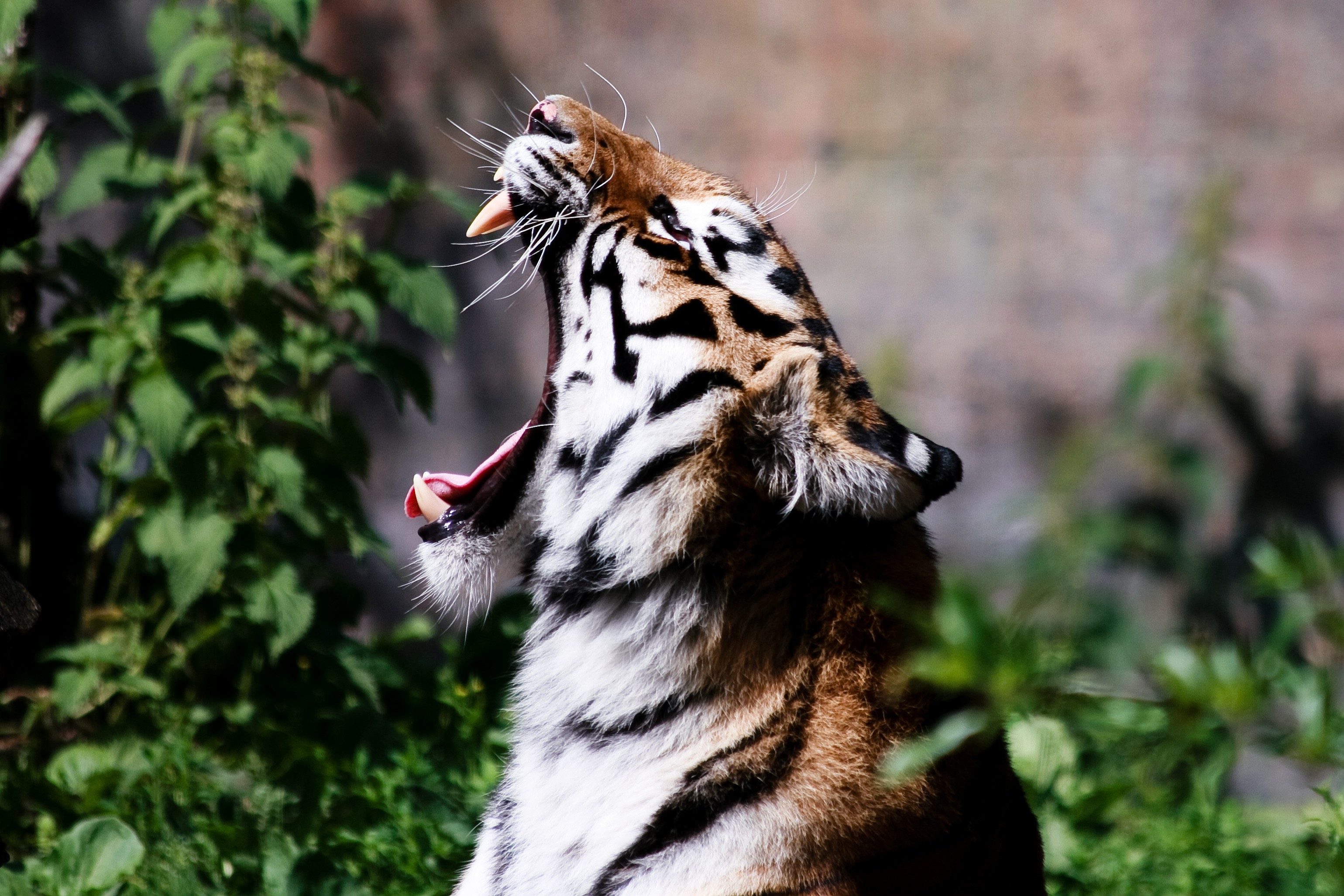 Tiger Roar Animals Big Cats Plants Mammals 3079x2053
