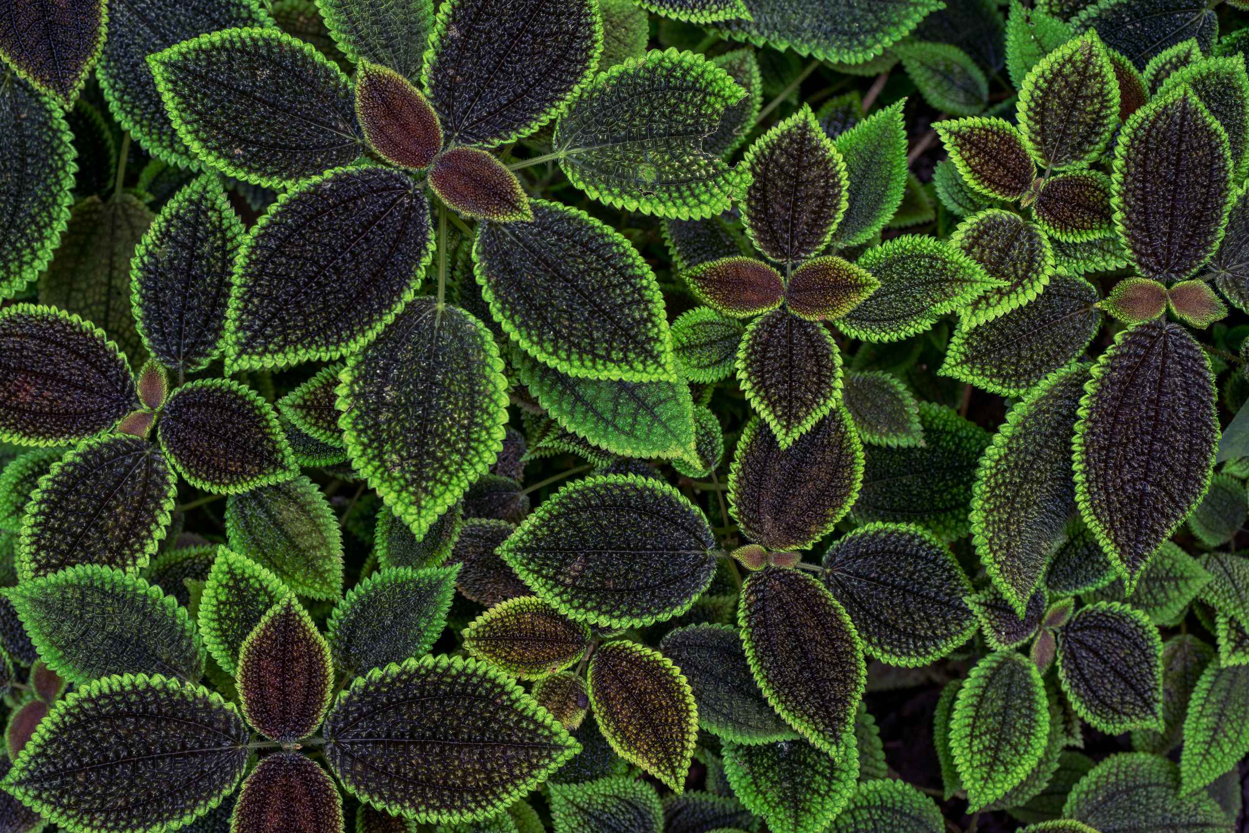 Macro Leaves Plants Green Coleus 2560x1709