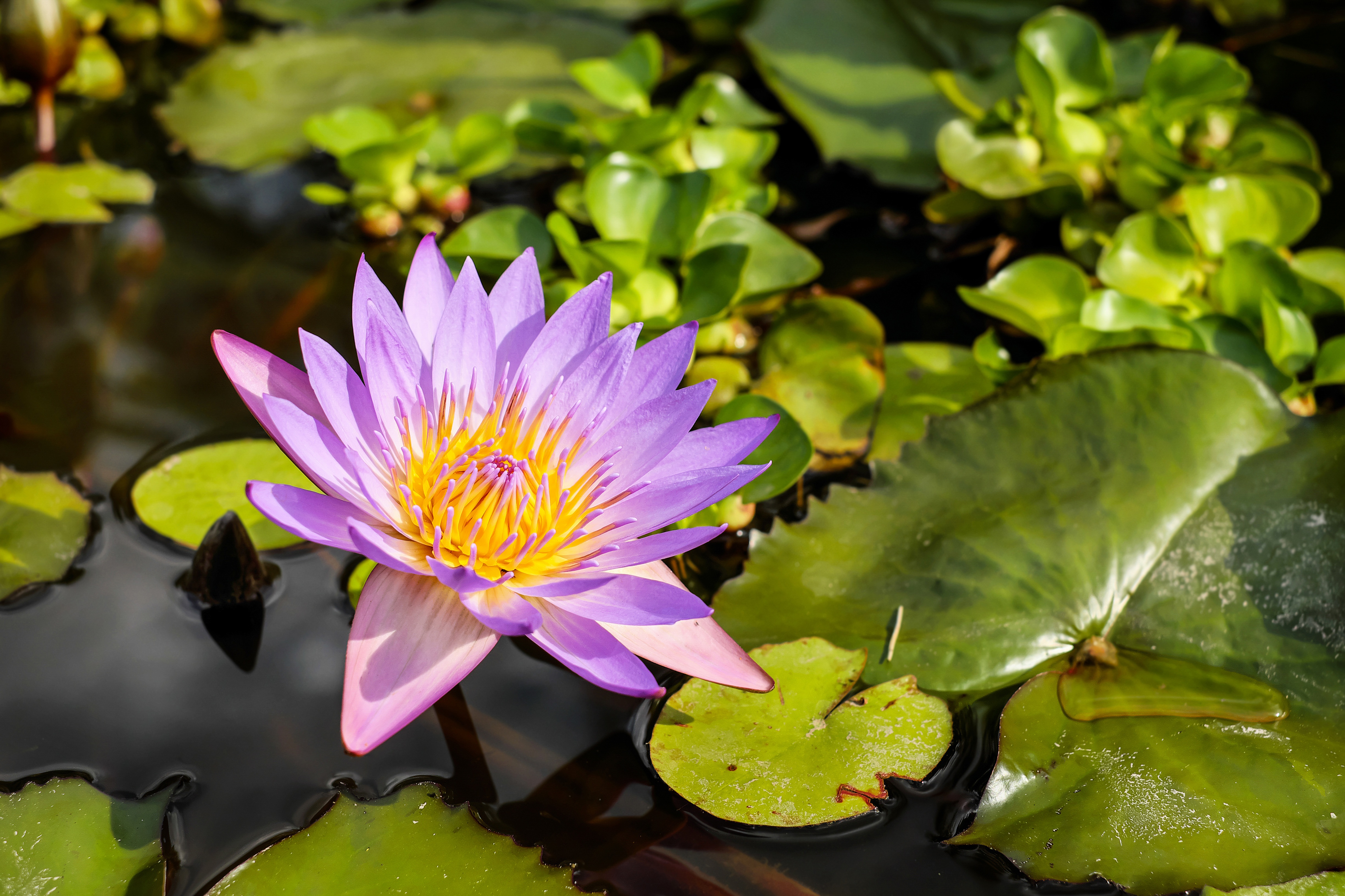 Water Lily Purple Flower Lily Pad Flower 4896x3264