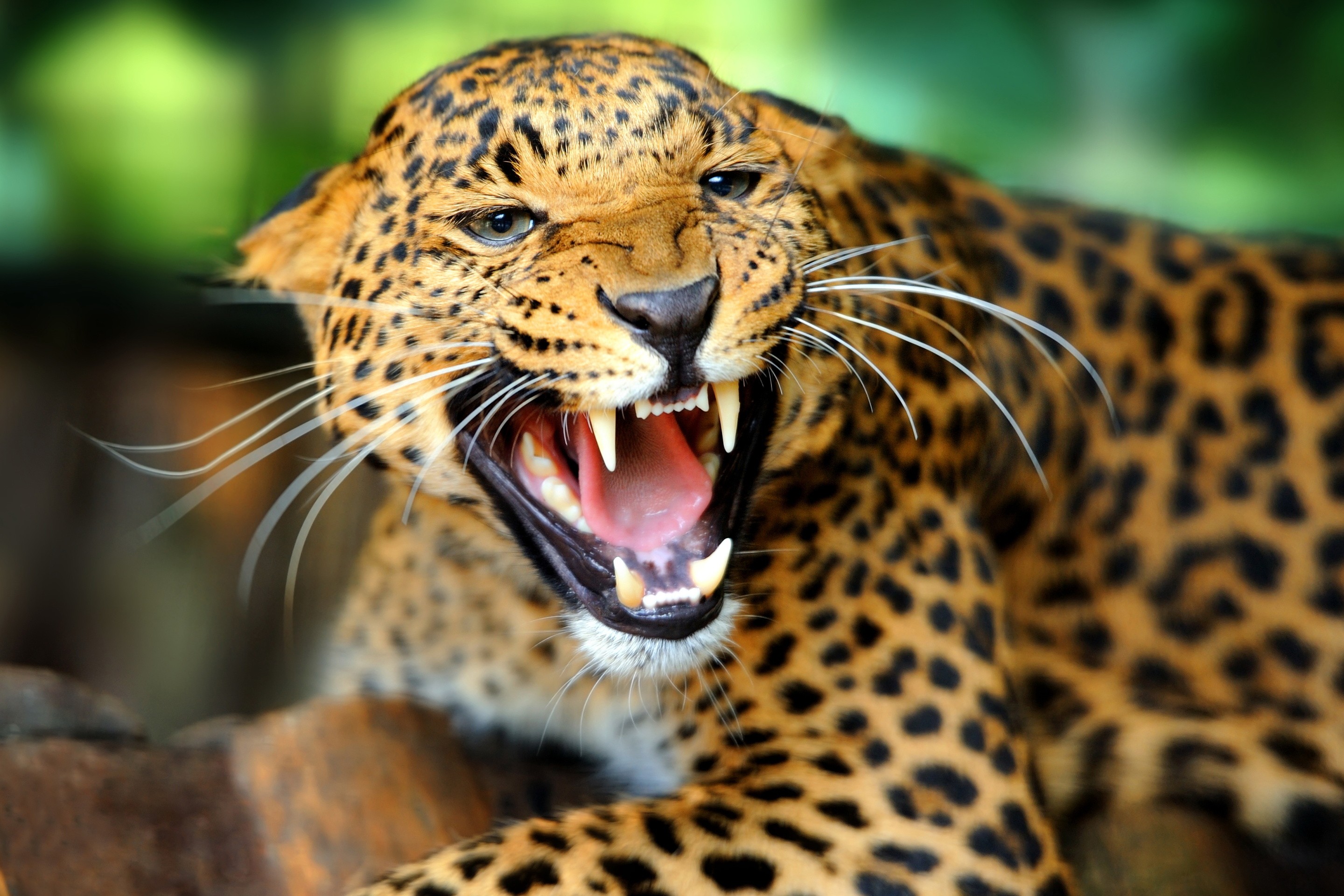 Jaguars Animals Open Mouth Teeth 2880x1920