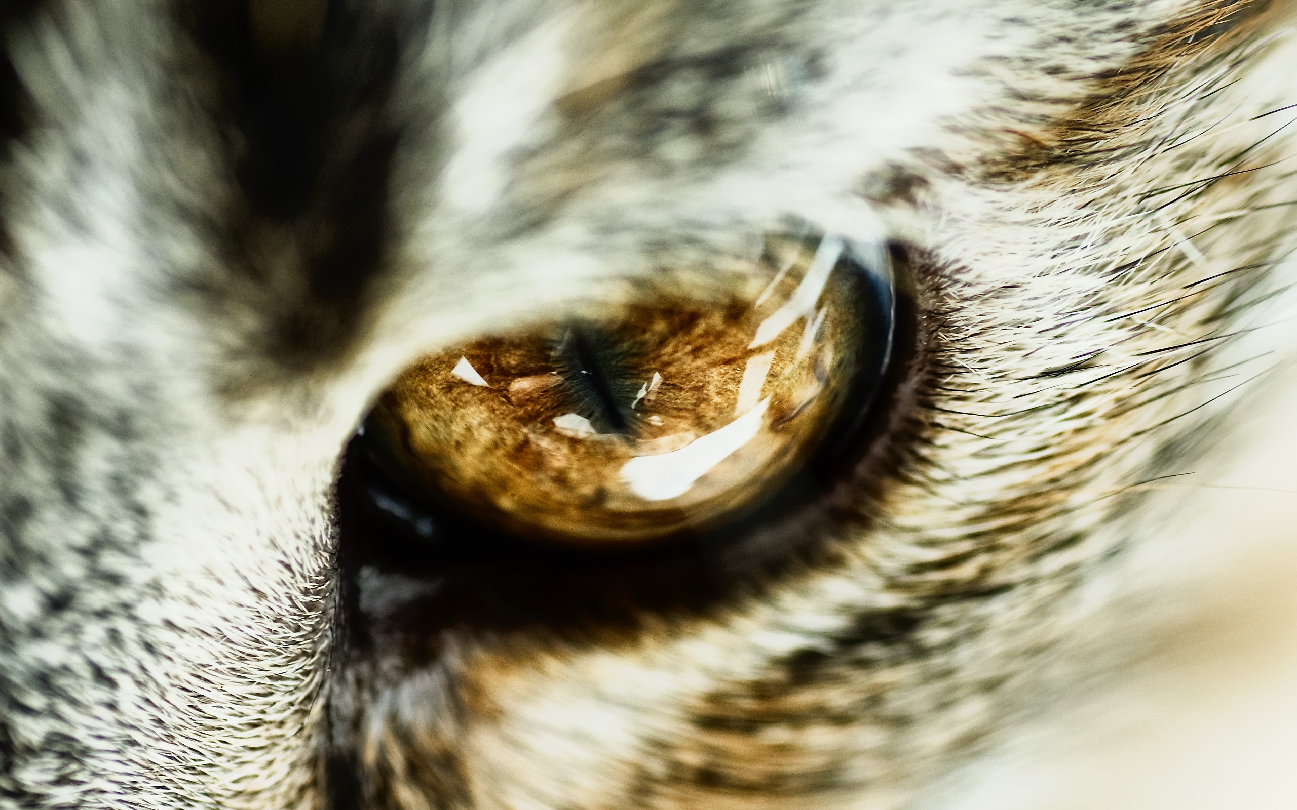 Animal Eye 2560x1600