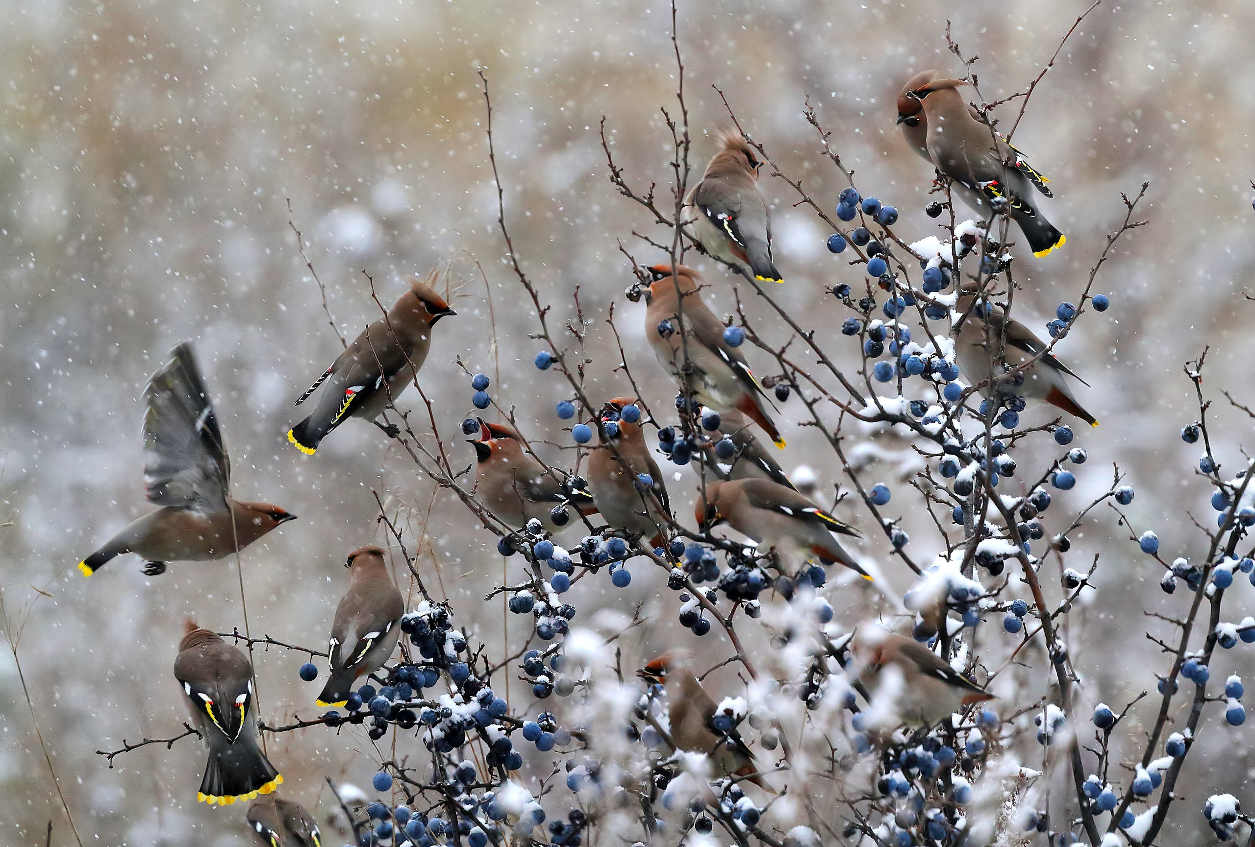 Waxwings Berries Snow Birds 2560x1729