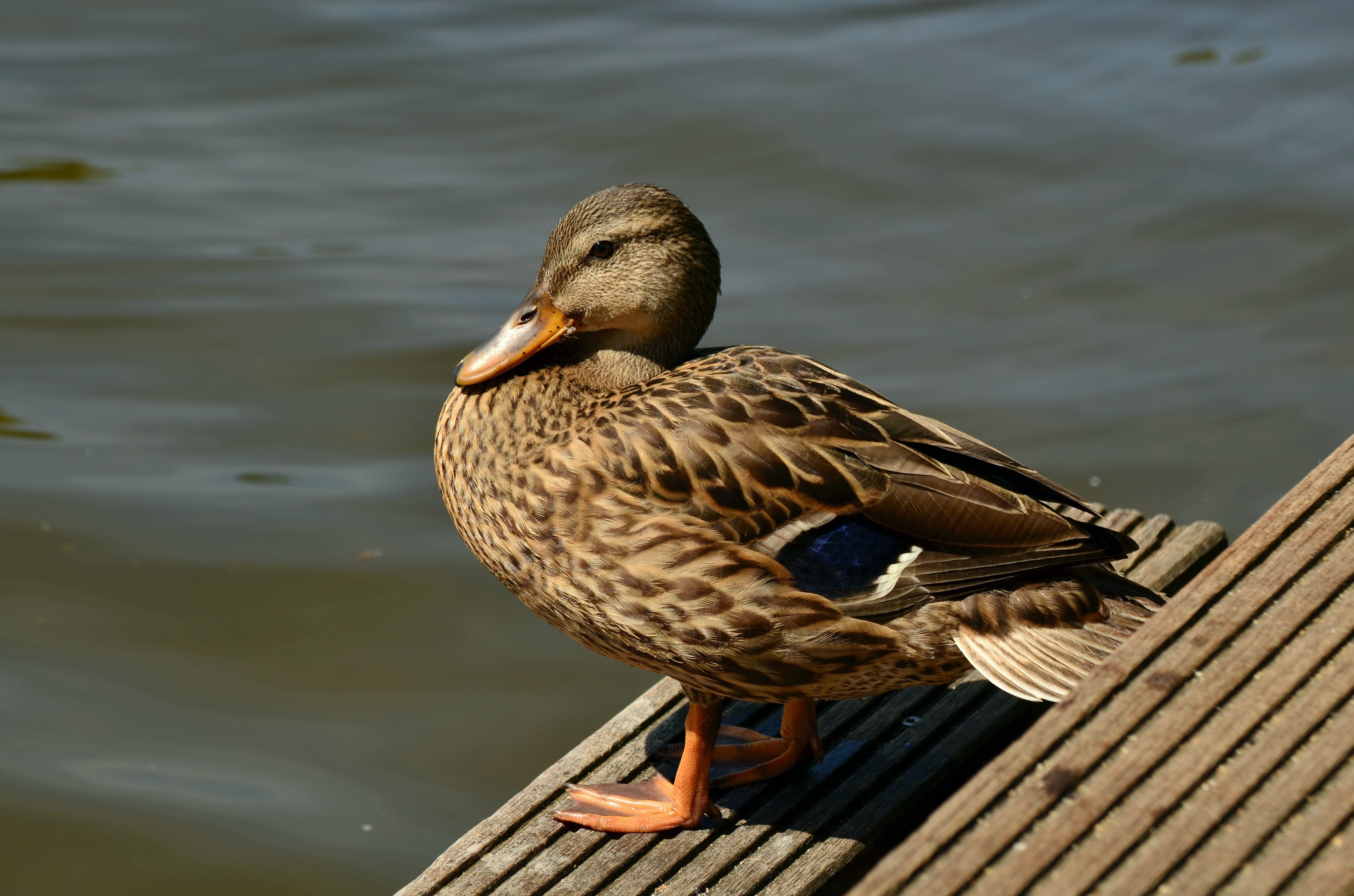 Mallard Duck Animal Bird 4928x3264