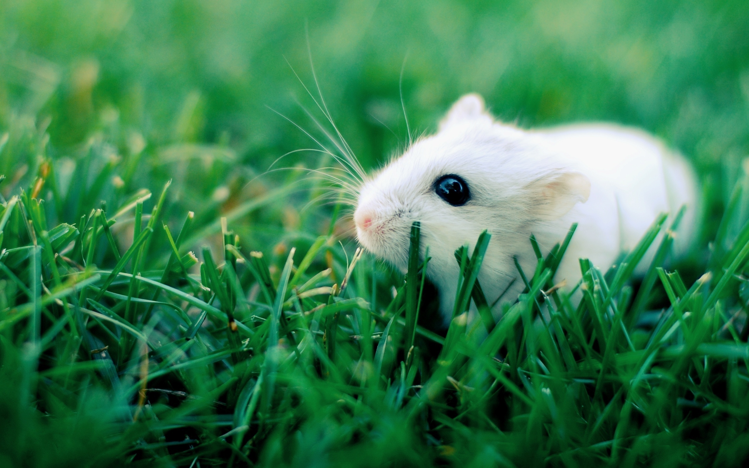 Mouse 2560x1600