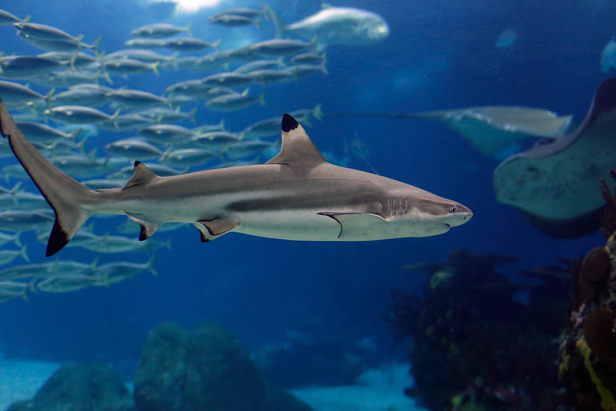 Animals Shark Fish Fish Tank Underwater 2550x1700