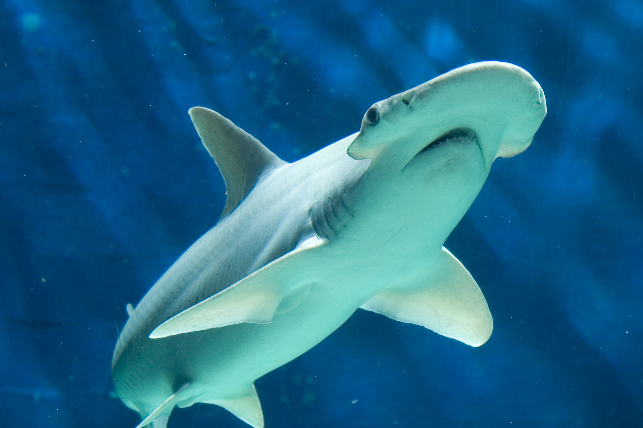 Animal Hammerhead Shark 2100x1397