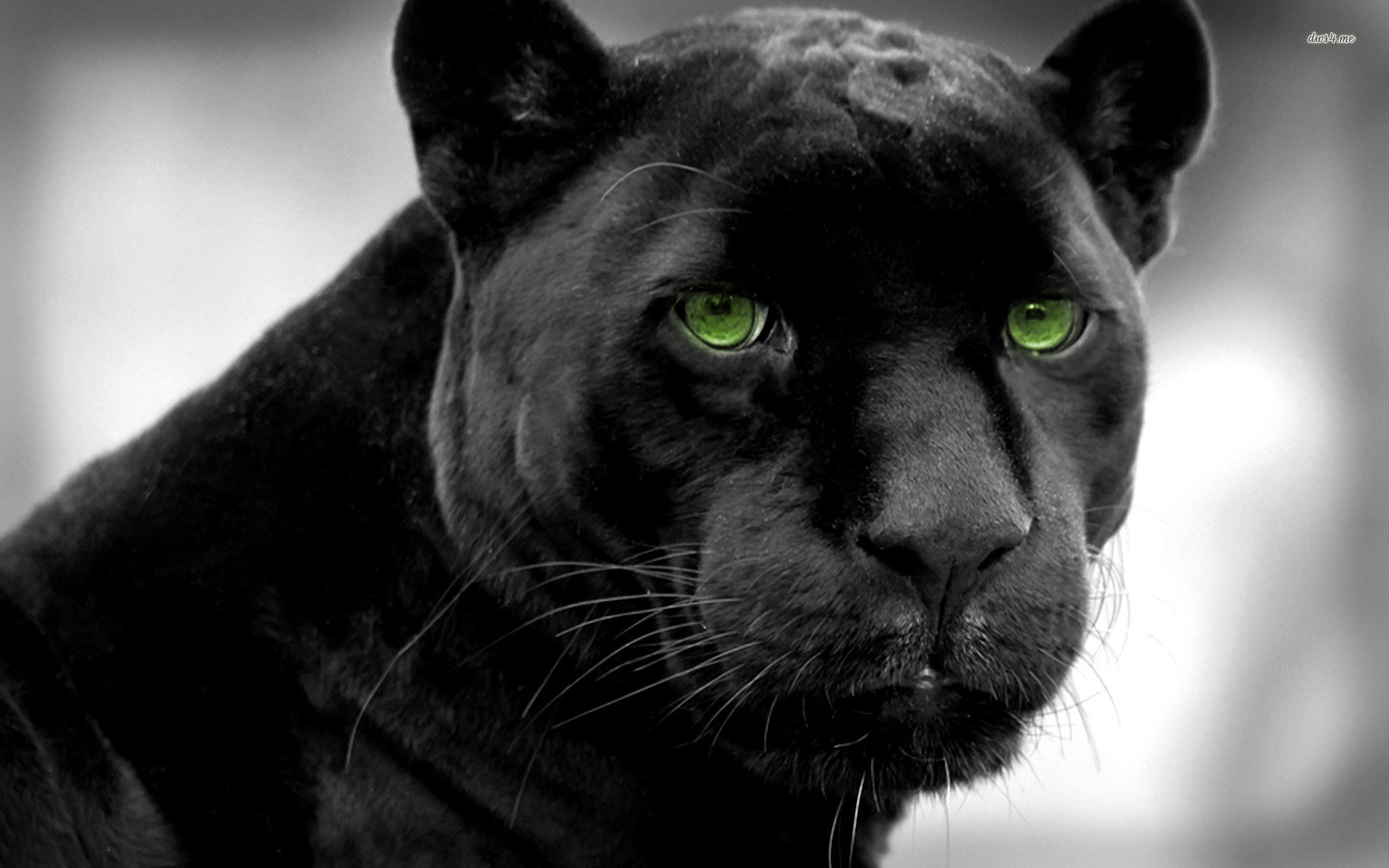 Panther 1920x1200