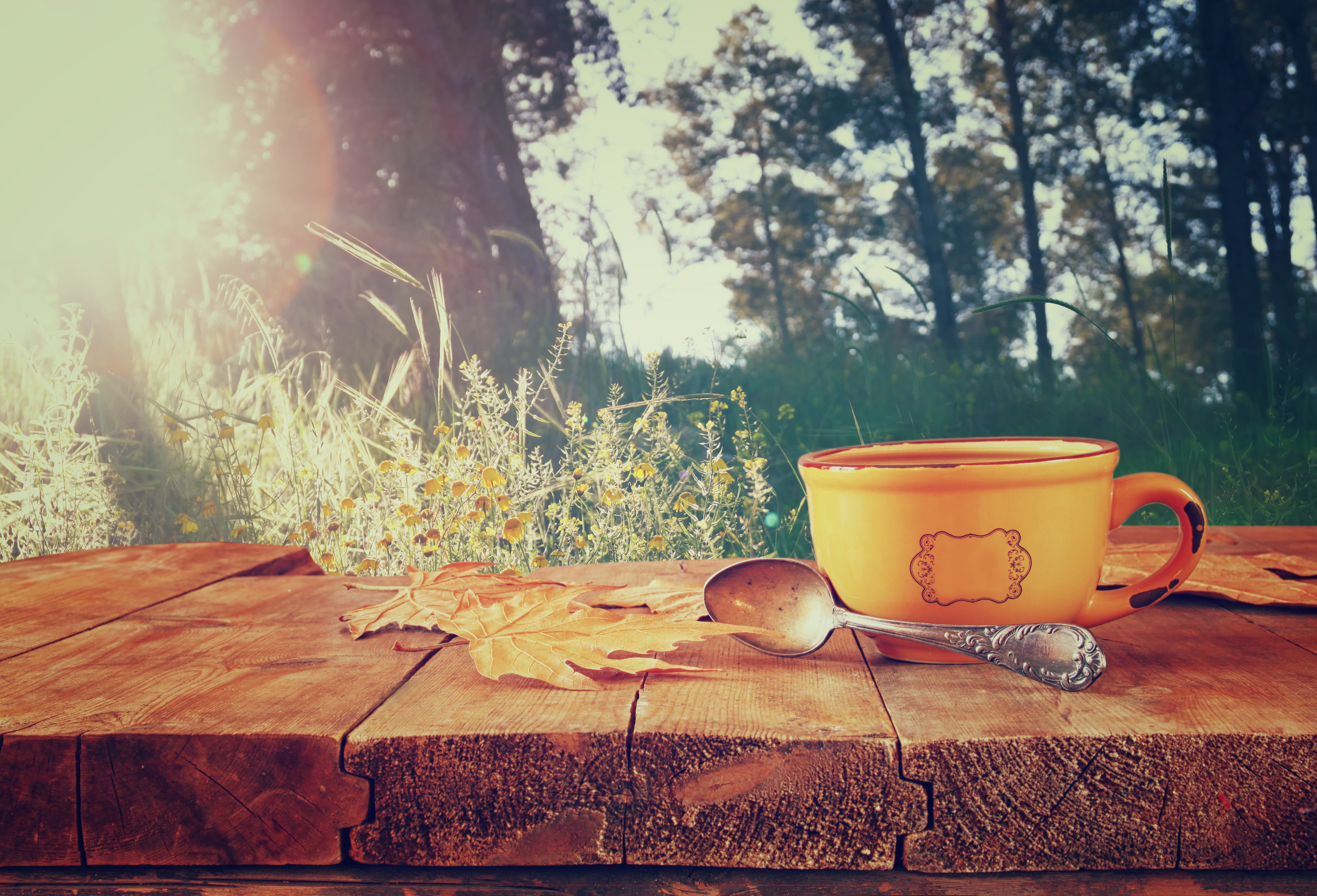 Spoons Table Sunlight Cup Wood 4653x3168