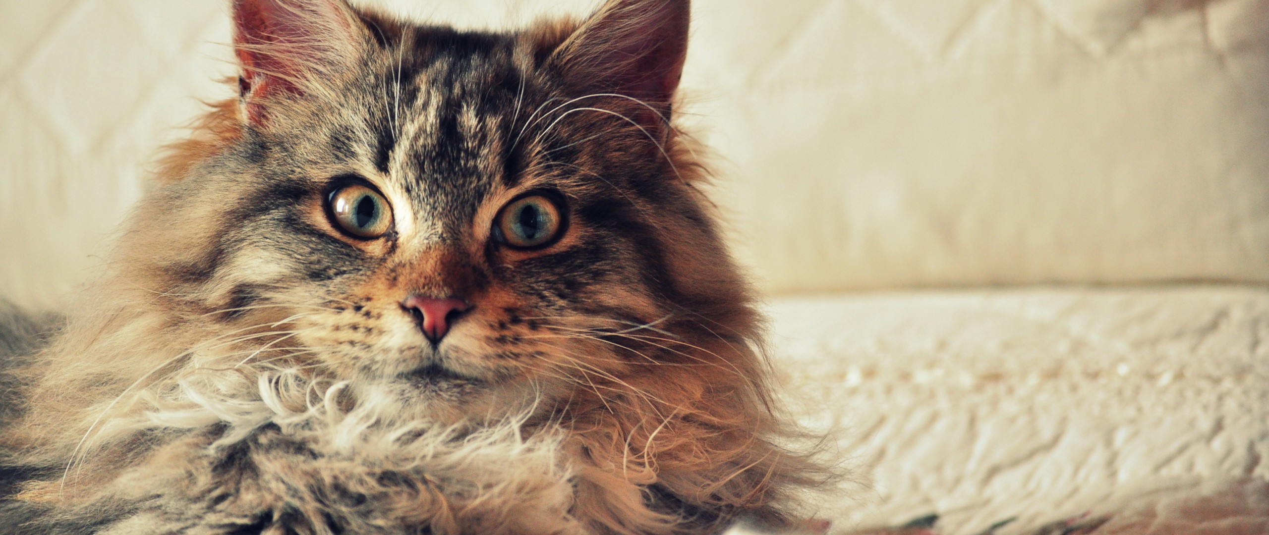 Cats Maine Coon Animals 2560x1080