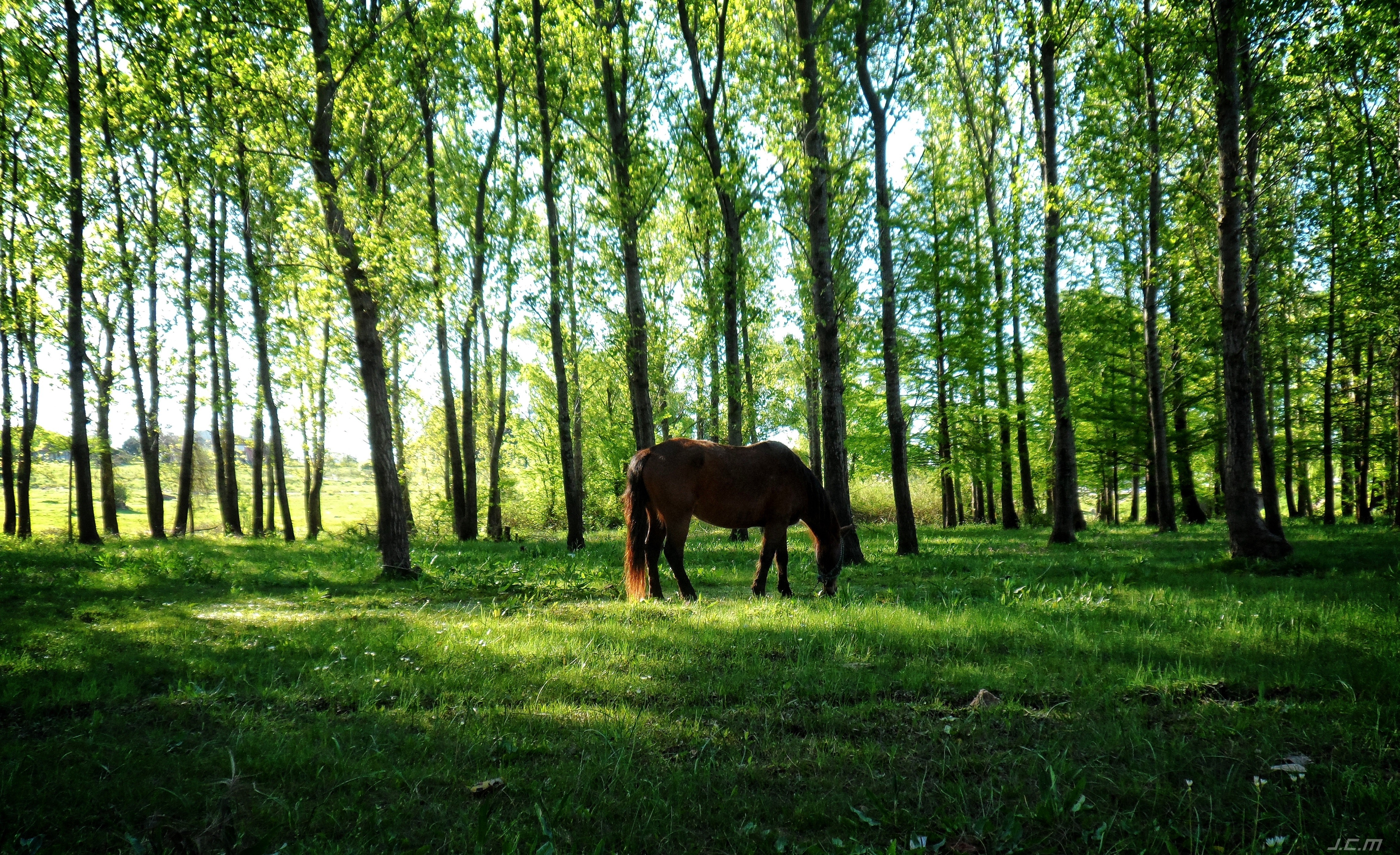 Horse Nature Uruguay Animals Trees Grass Green Dappled Sunlight 4562x2785